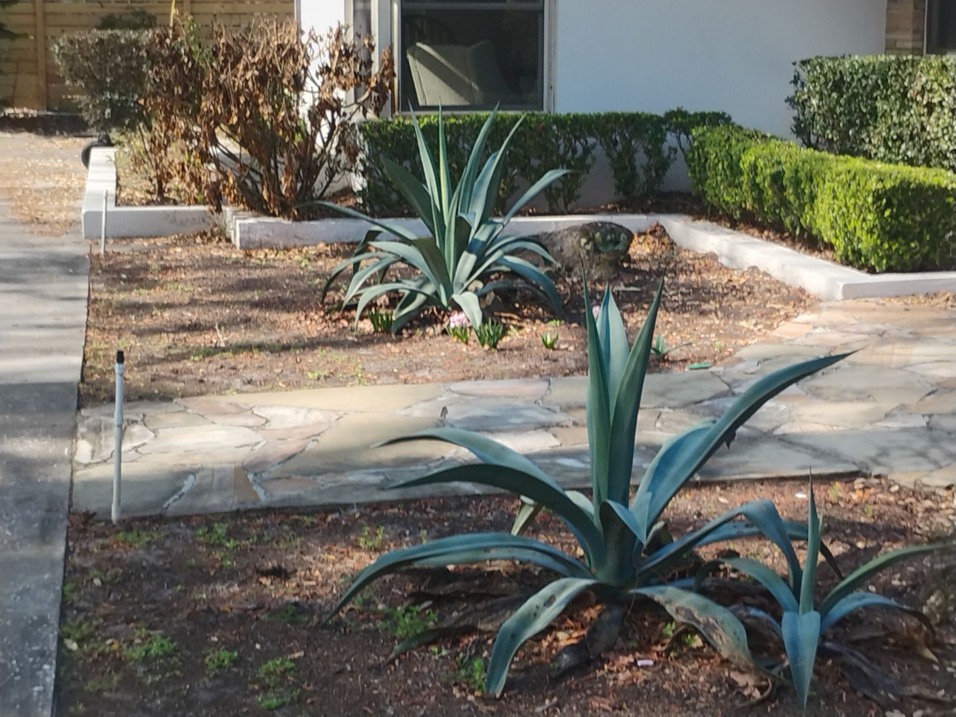 Desert landscaping with agave plants along a concrete walkway beside a house.