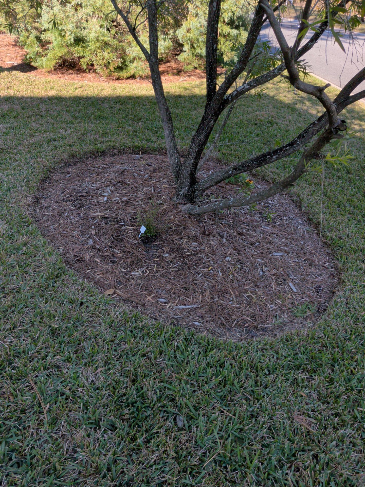 Tree with mulch around its base in a grassy area.