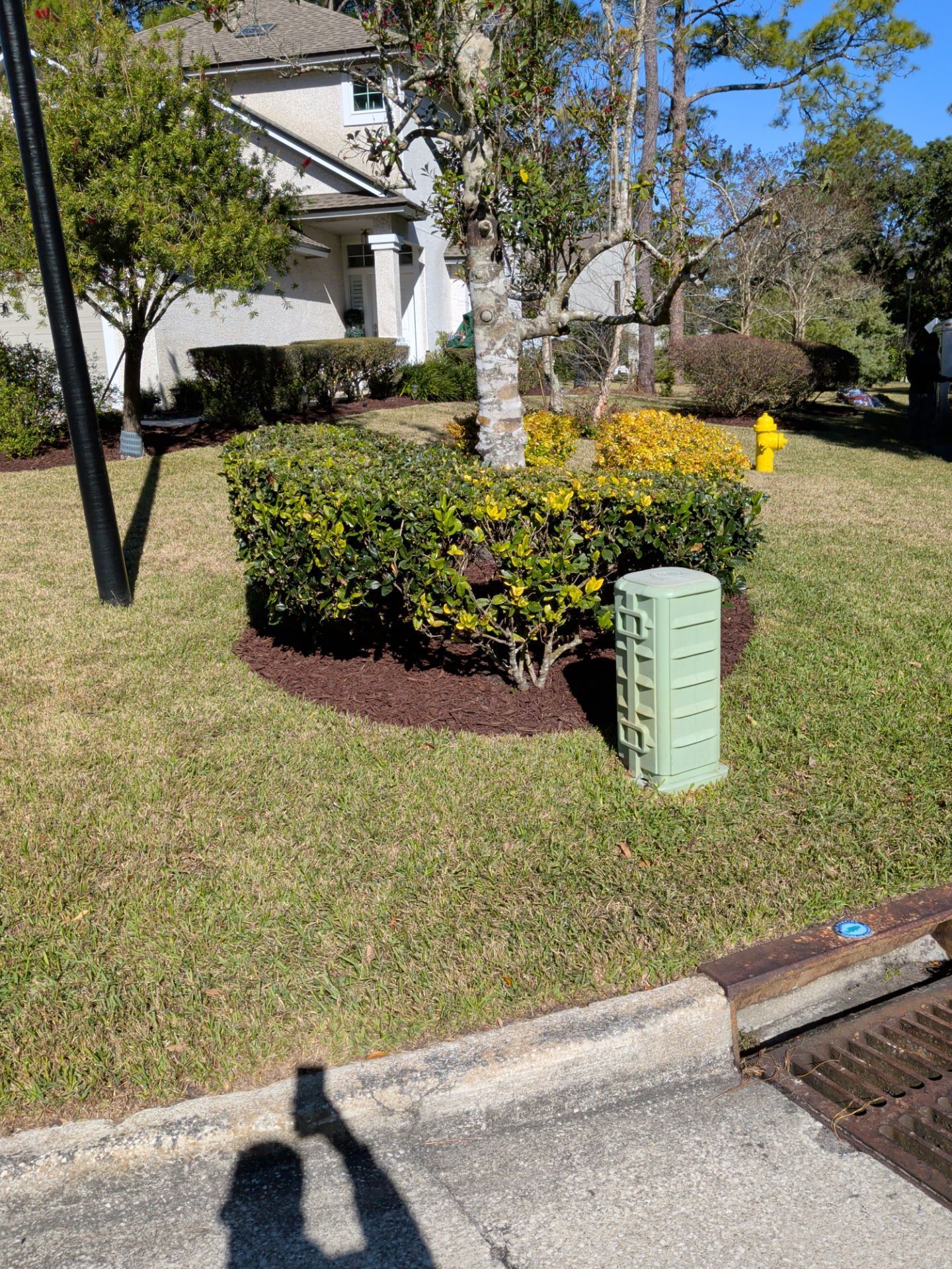 Green bushes surround a tree trunk, mulched area, grassy lawn, and building in the background.