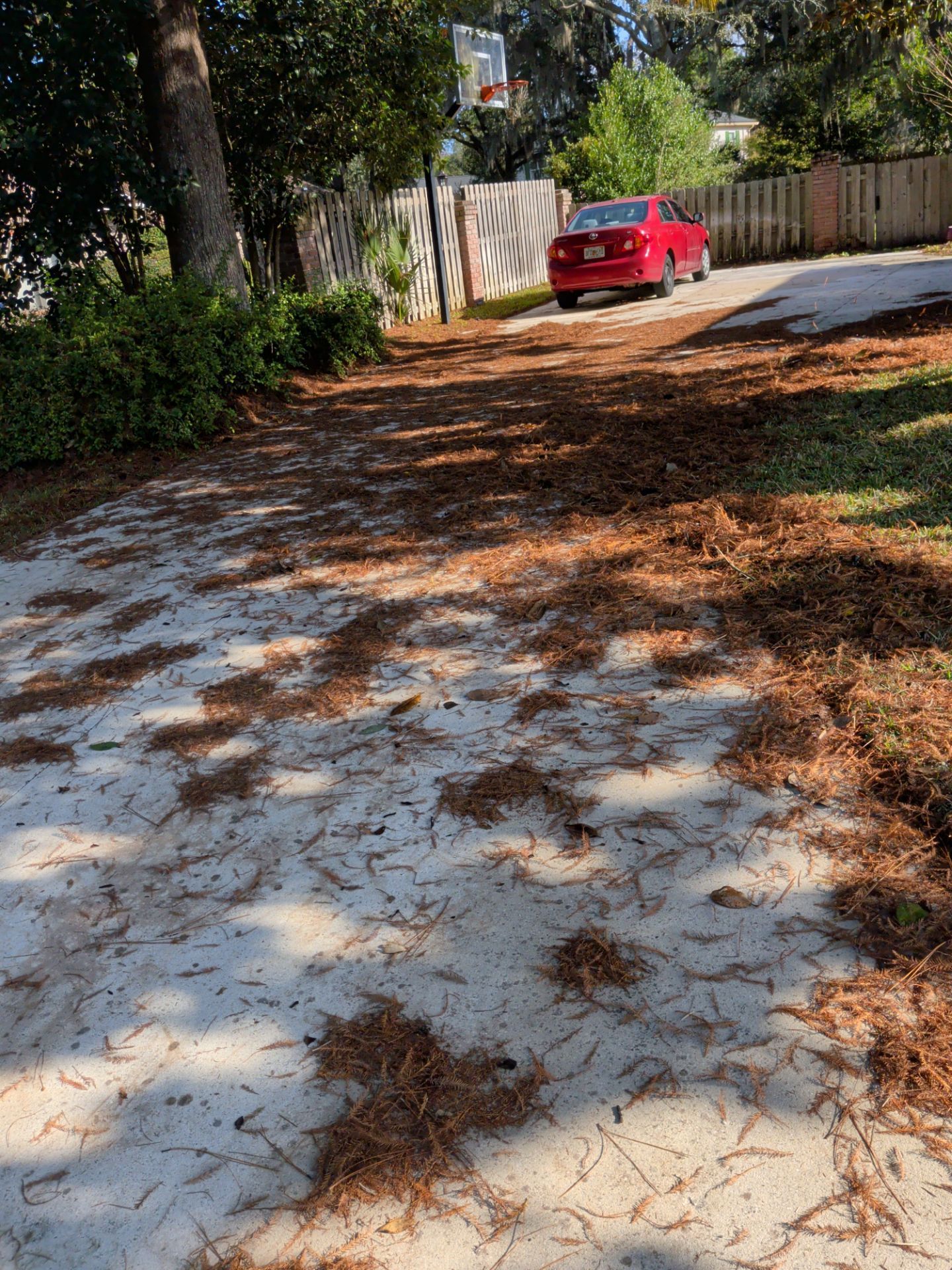 Sunlit driveway with pine needles and a red car parked by a wooden fence