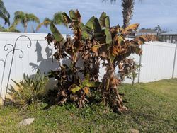 A banana plant with brown, damaged leaves sits by a white fence on a lawn.