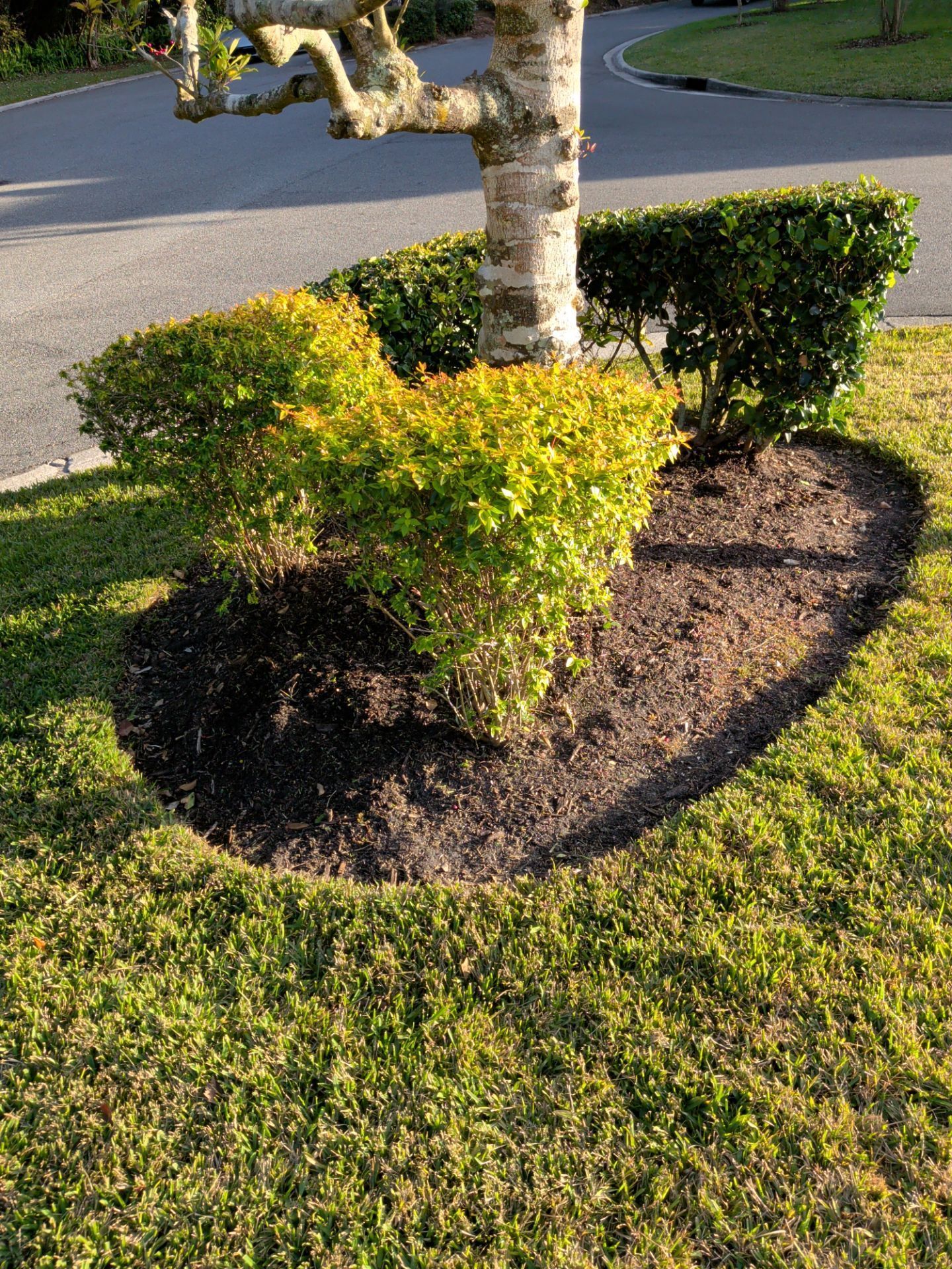 A tree trunk surrounded by mulched garden bed and trimmed bushes, set in grassy lawn.