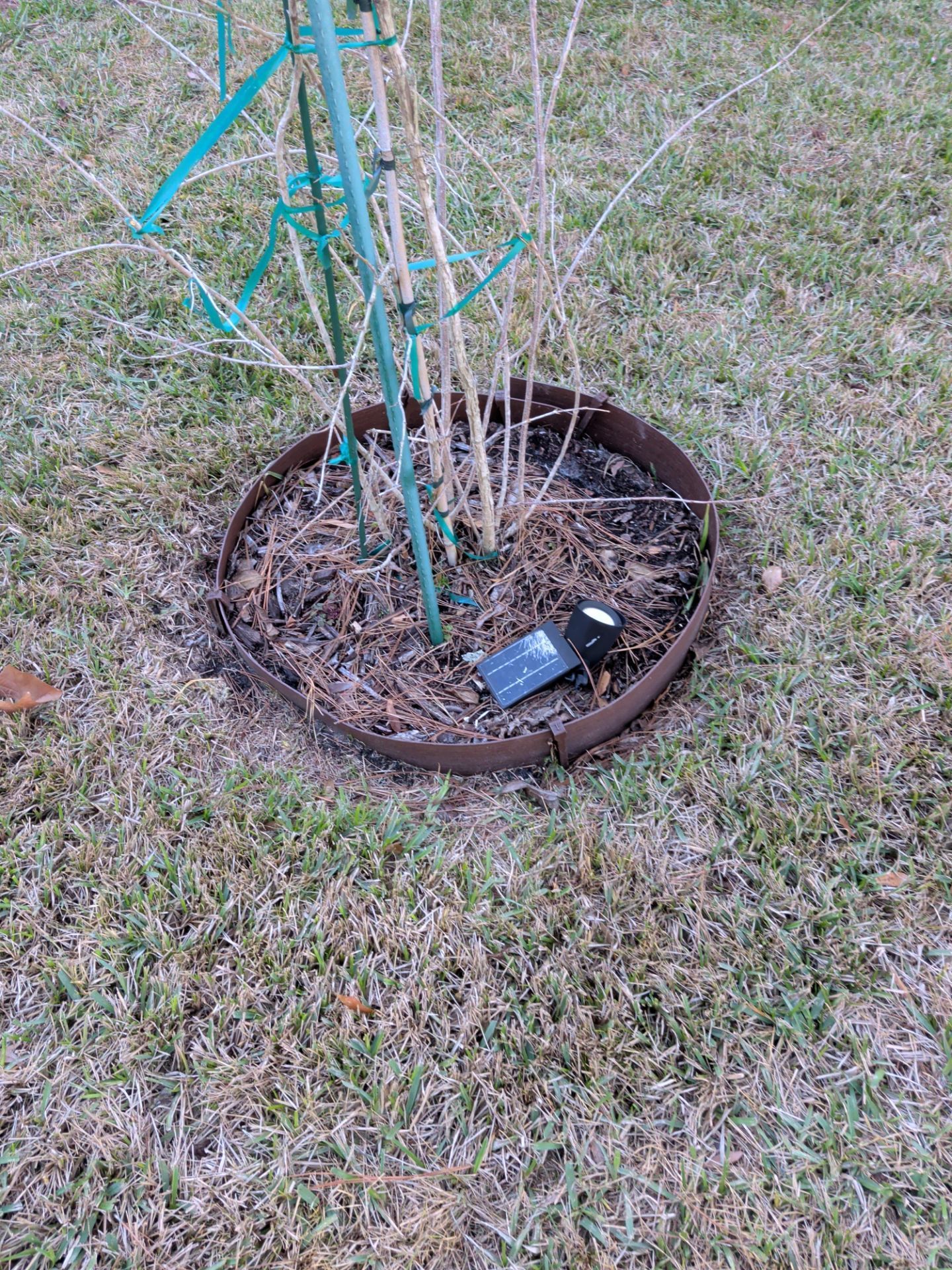 A plant in a metal ring border with a trellis in a grassy yard.