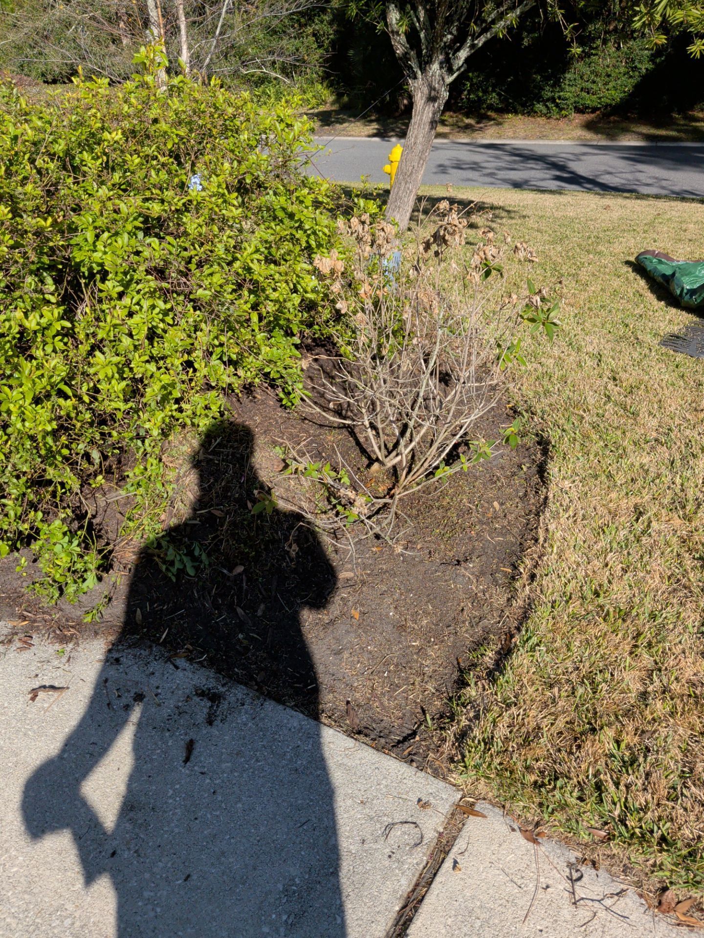 Shadow of person near a small garden bed with plants, mulch, and a tree, next to a sidewalk and grass.