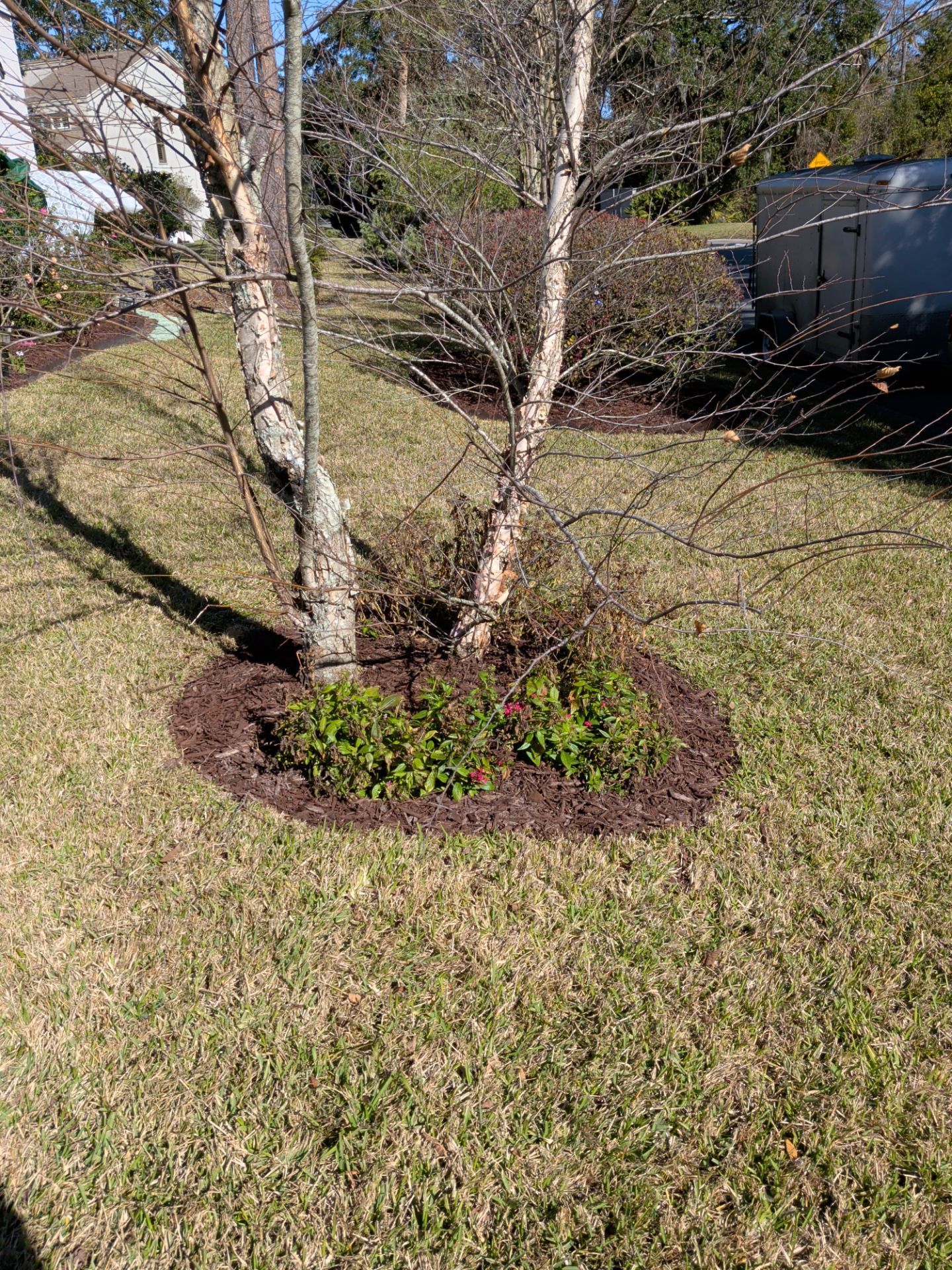 Birch trees in a mulched bed with green foliage, set in a grassy yard.