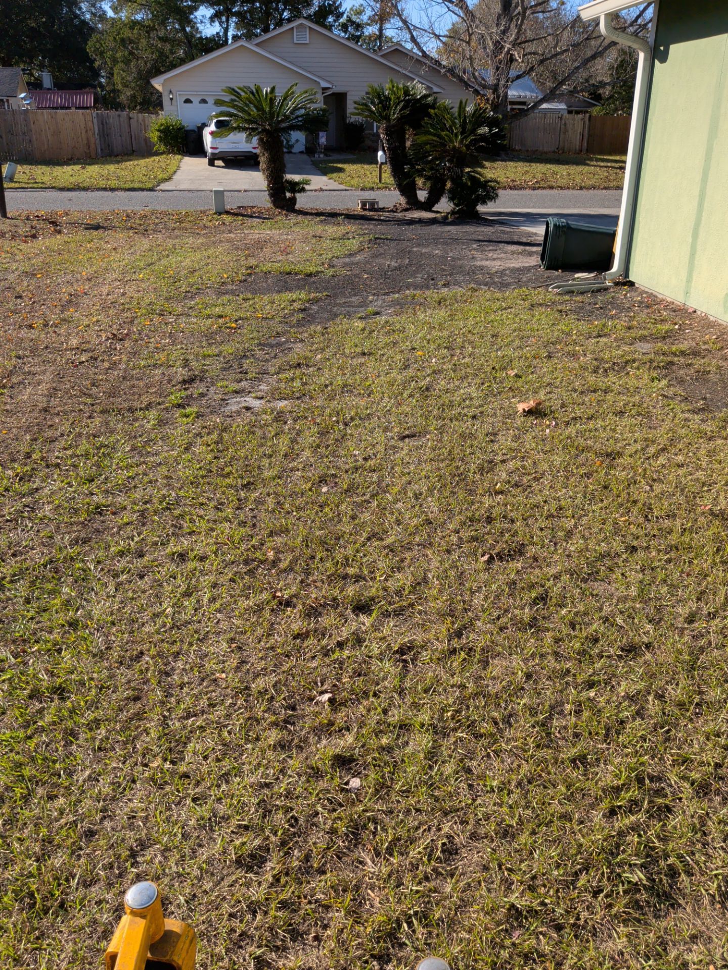 Grassy yard with a house in the background. Sparse vegetation, sunlight, and a green house wall are visible.