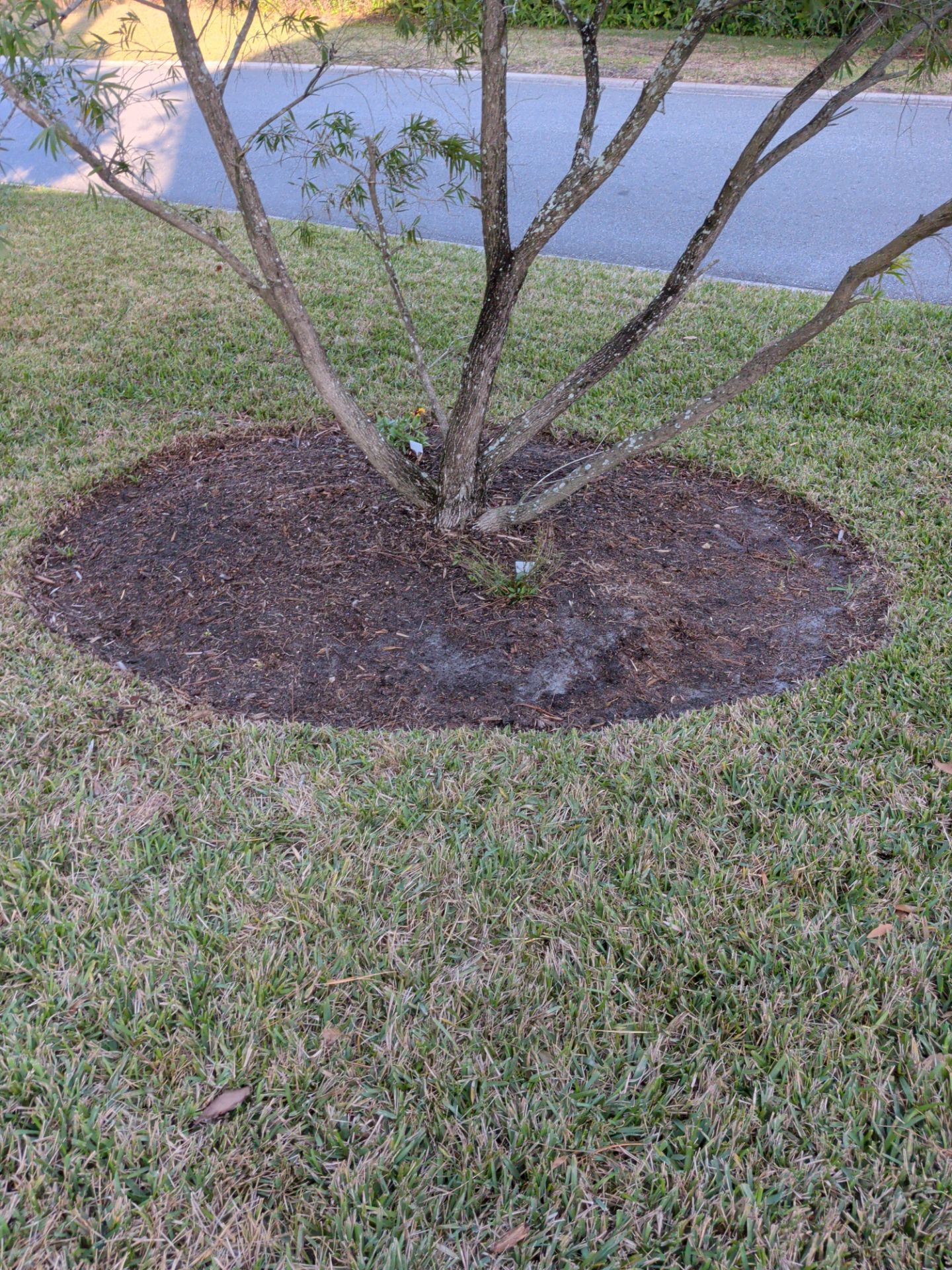 Brown mulch circle around a tree trunk in a grassy yard.
