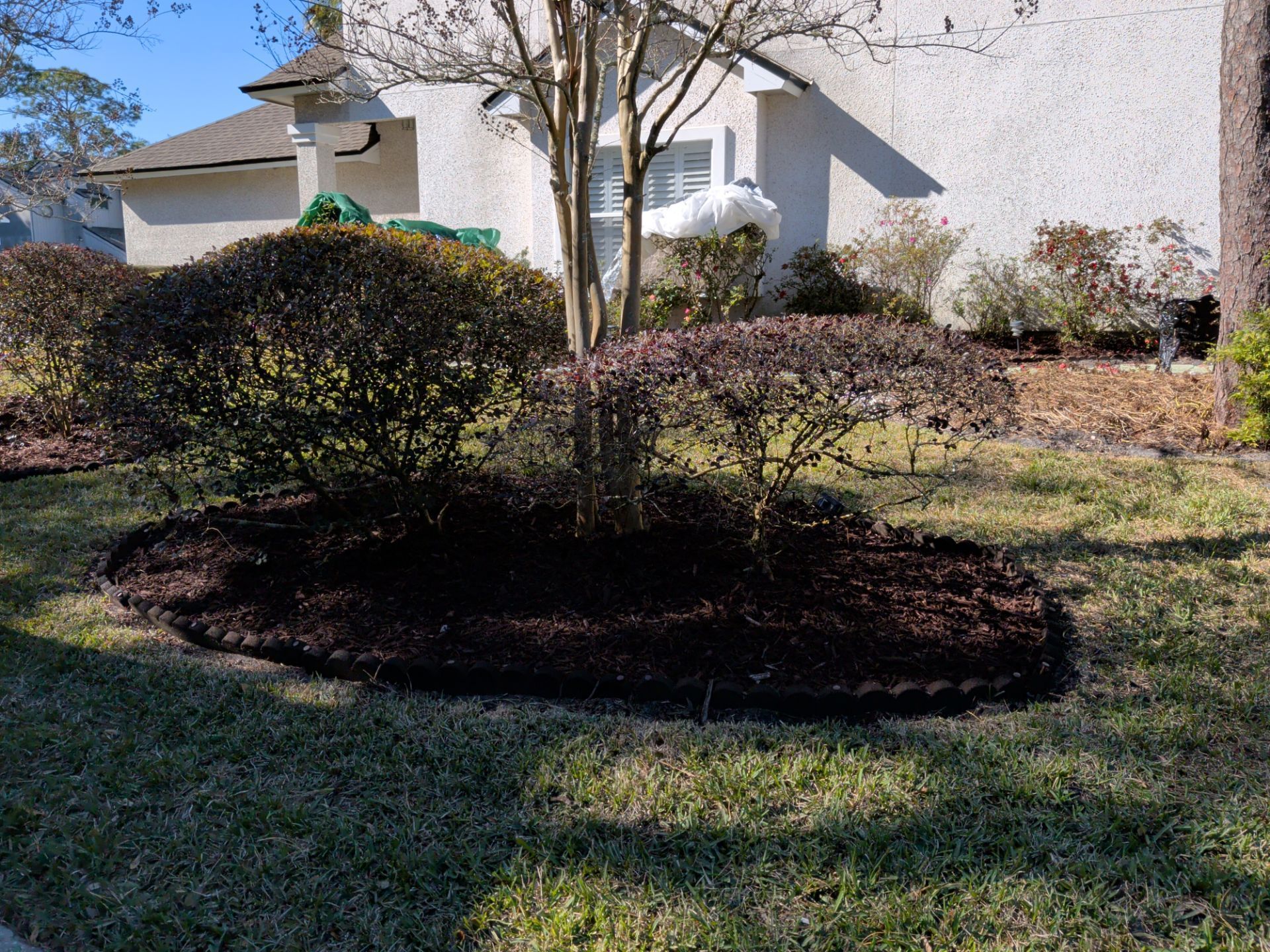 Mulched landscaping bed surrounding a tree, with dark brown mulch and dark green bushes.