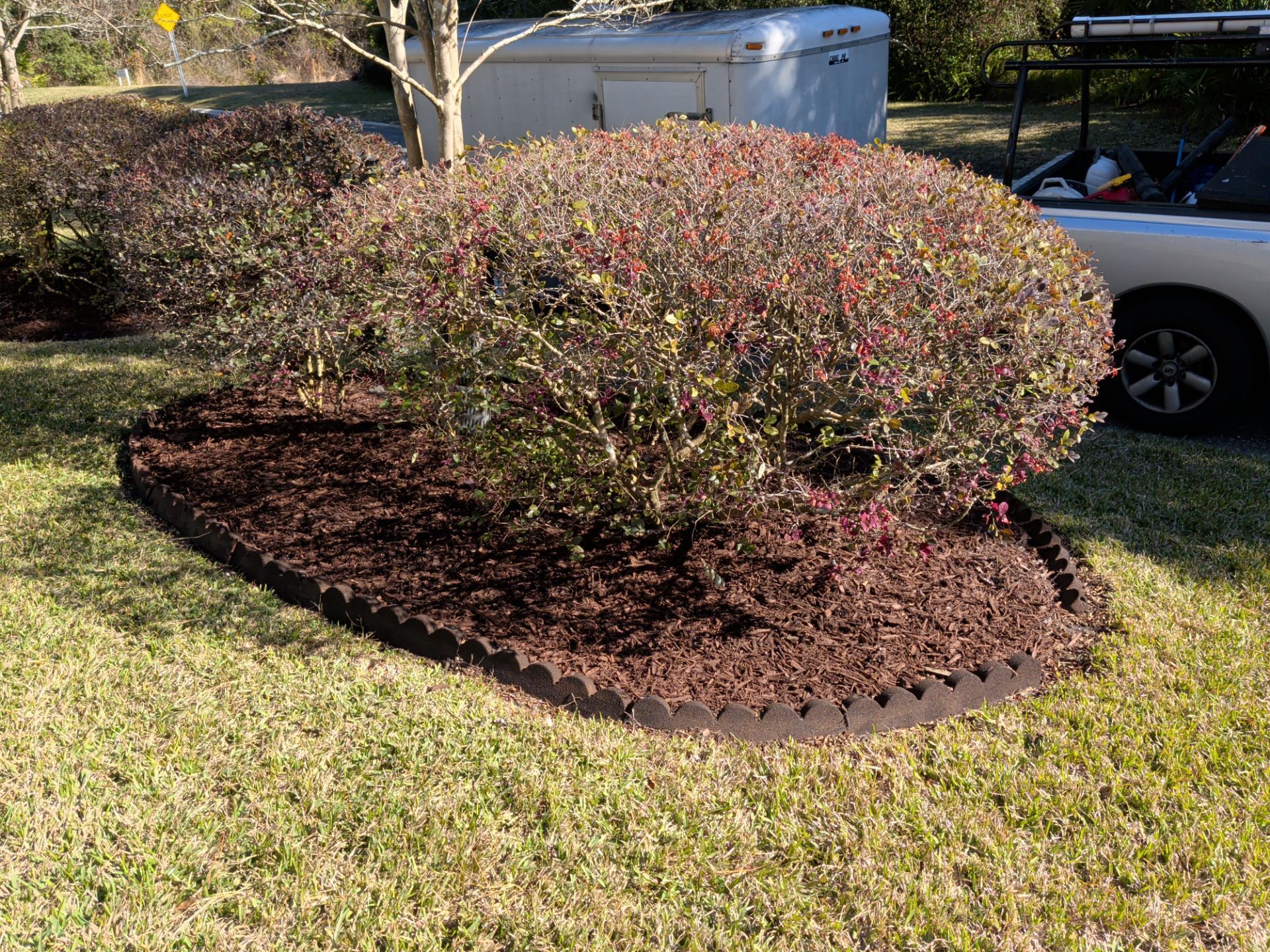 Bush in a bed of mulch, bordered by black edging, on a grassy lawn; a white trailer and car are in the background.