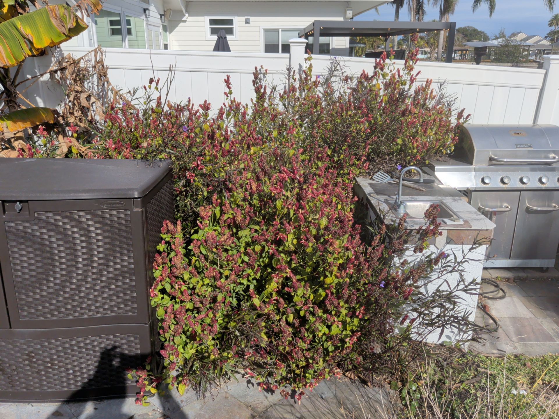 Bushes with red and green foliage next to outdoor kitchen and brown storage box, white fence in the background.
