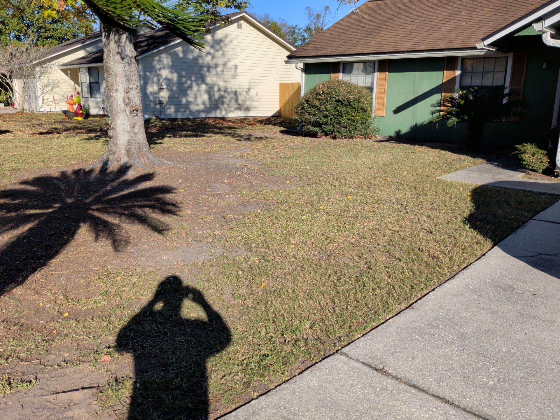 A patchy, brown front lawn with a palm tree casting a shadow. A house and sidewalk are in the image.