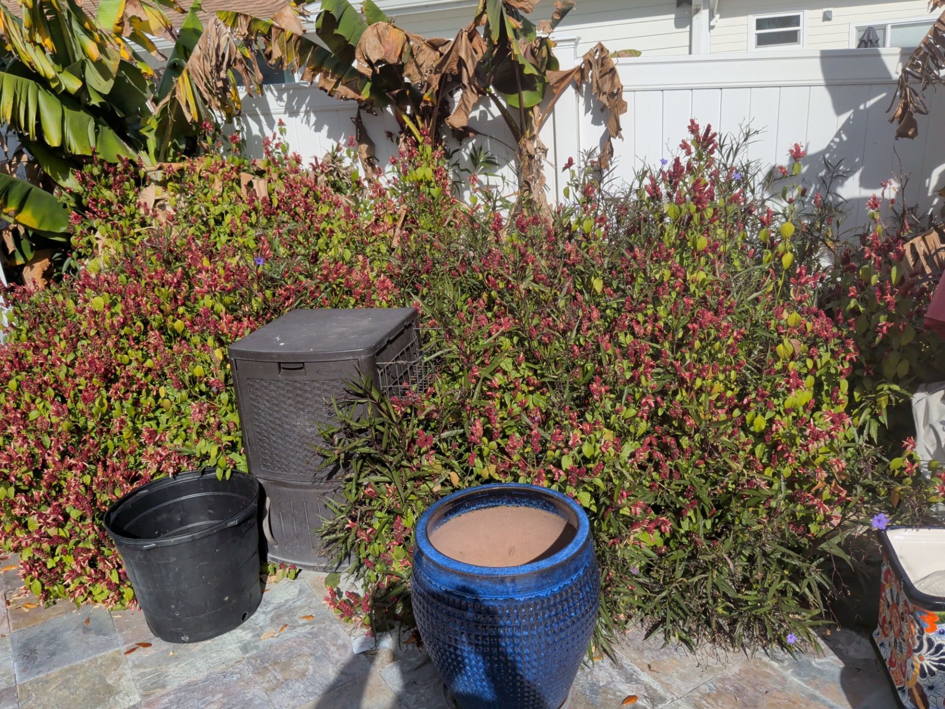 Backyard with potted plants and tall, bushy greenery in front of a white wall.