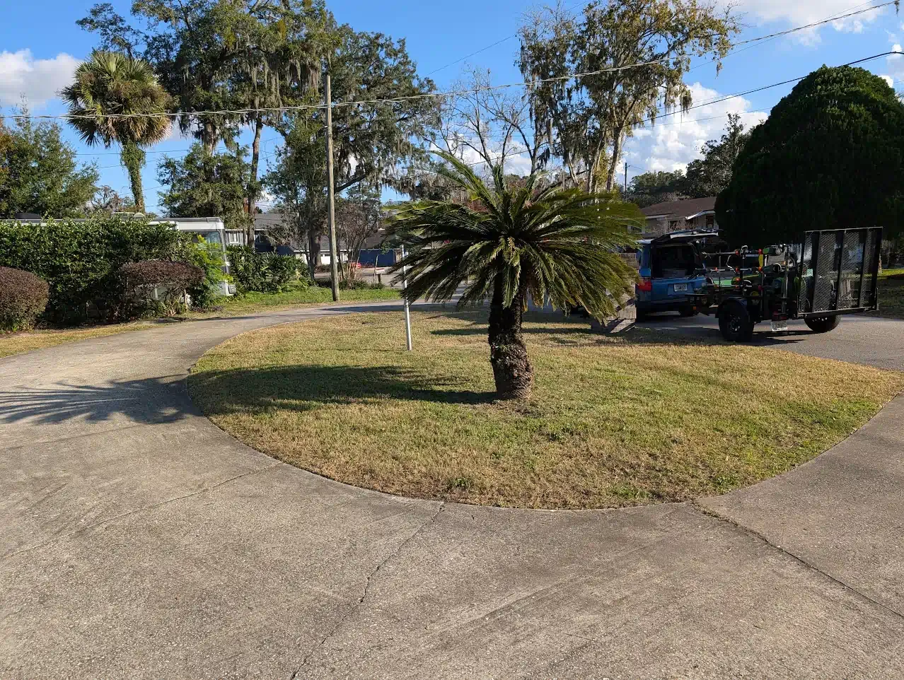 Driveway with a palm tree in the center of a grassy island. A dark car is parked behind it.