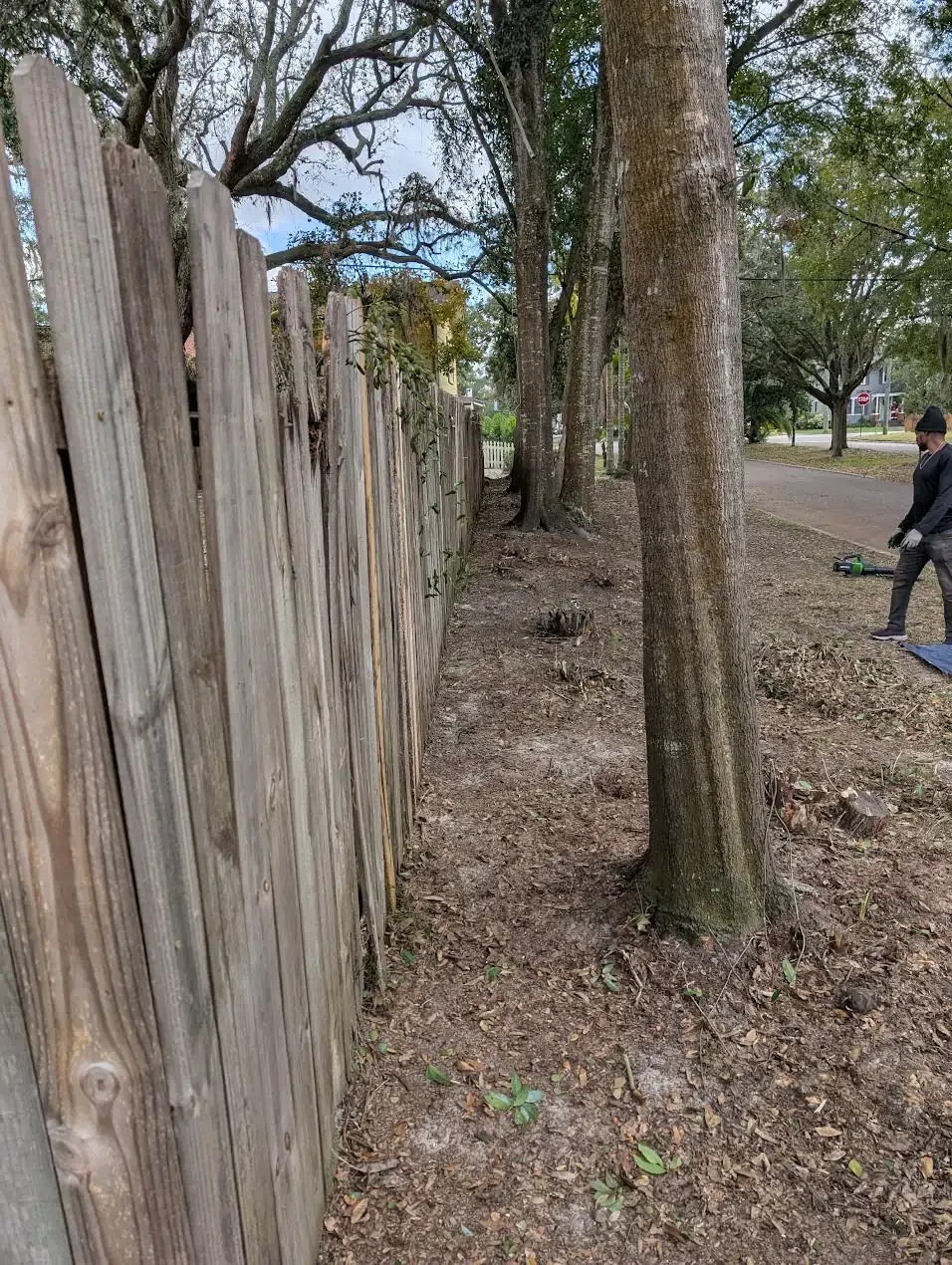 Wooden fence alongside trees and a person using a trimmer on leaves.