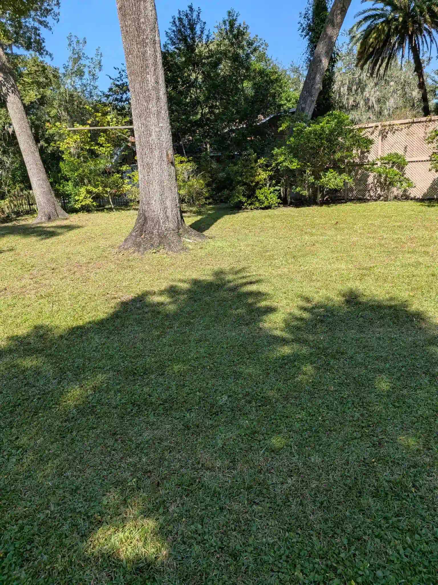Grassy backyard with tree shadows; trees and bushes in the background, sunlight.