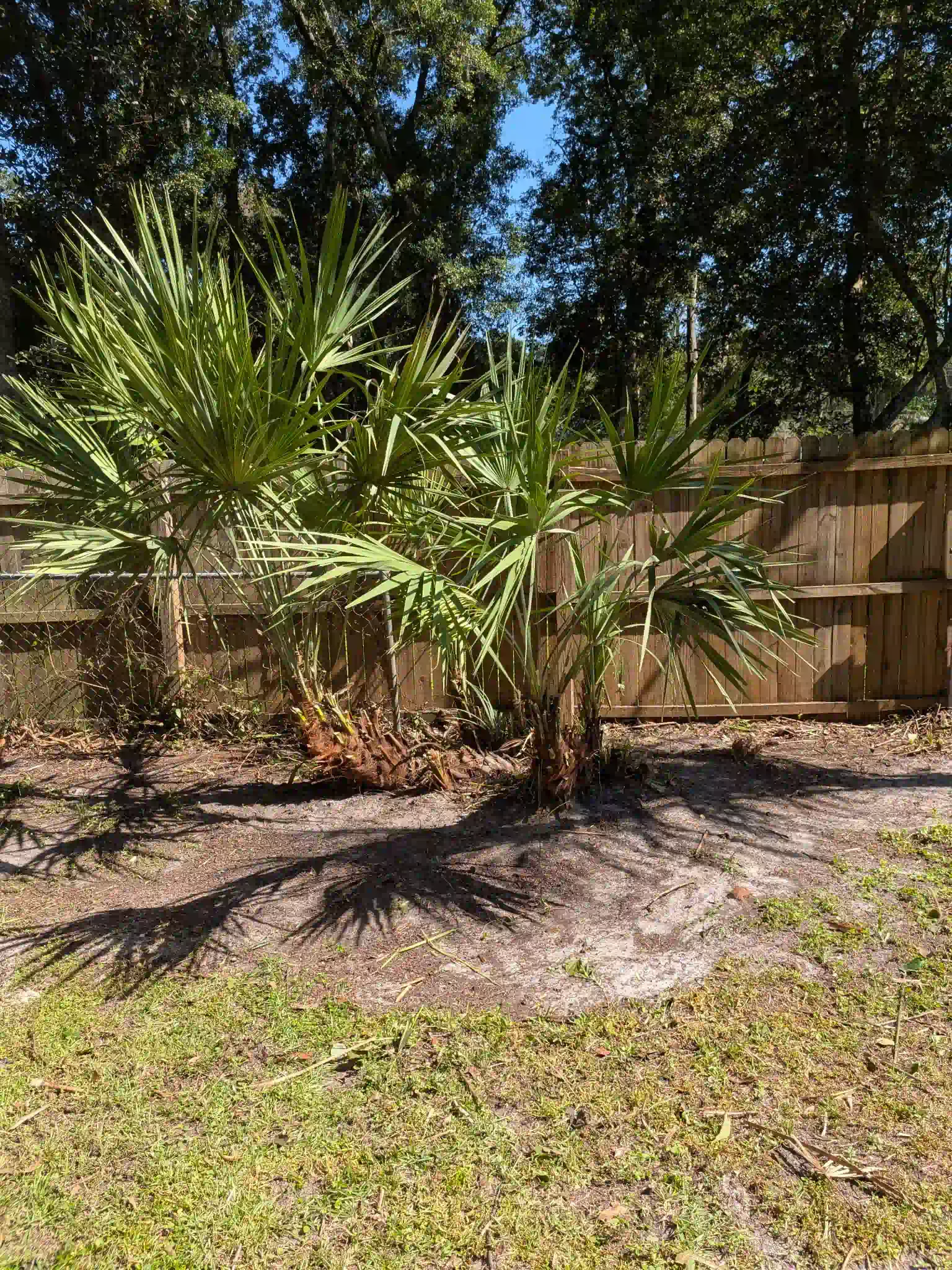 Palm trees in a yard, set against a wooden fence. Sunny day, shadows on the ground.