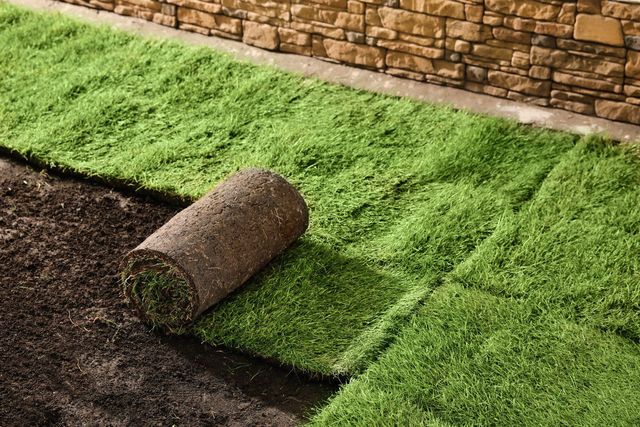Roll of sod being laid, next to a brick wall. Green grass and dark soil visible.