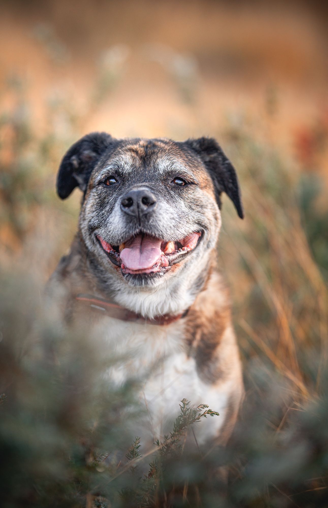 Happy brindle Staffordshire Bull Terrier dog in tall grass.