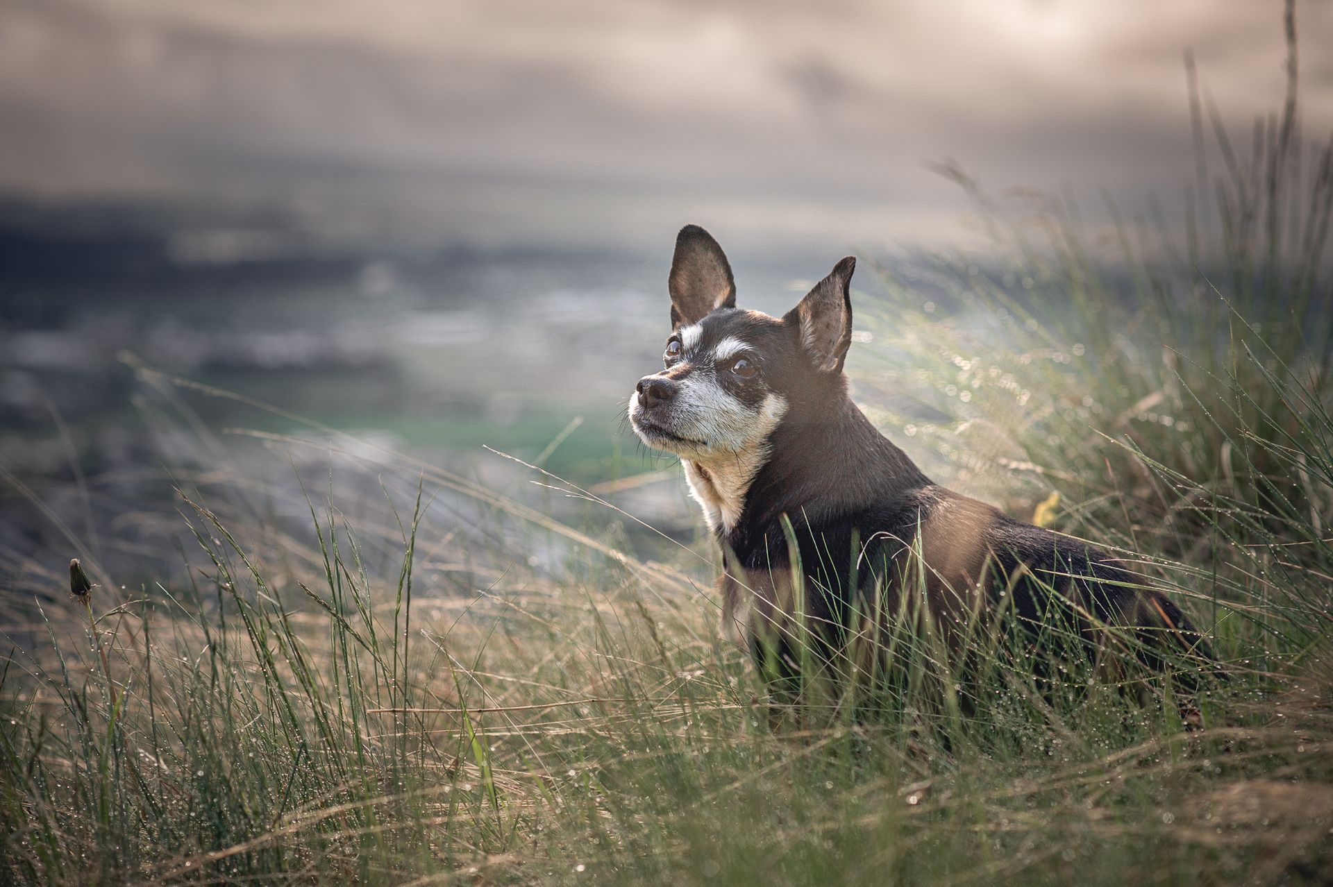 Dog with black and brown fur, sits in tall grass, looking up towards a cloudy sky.