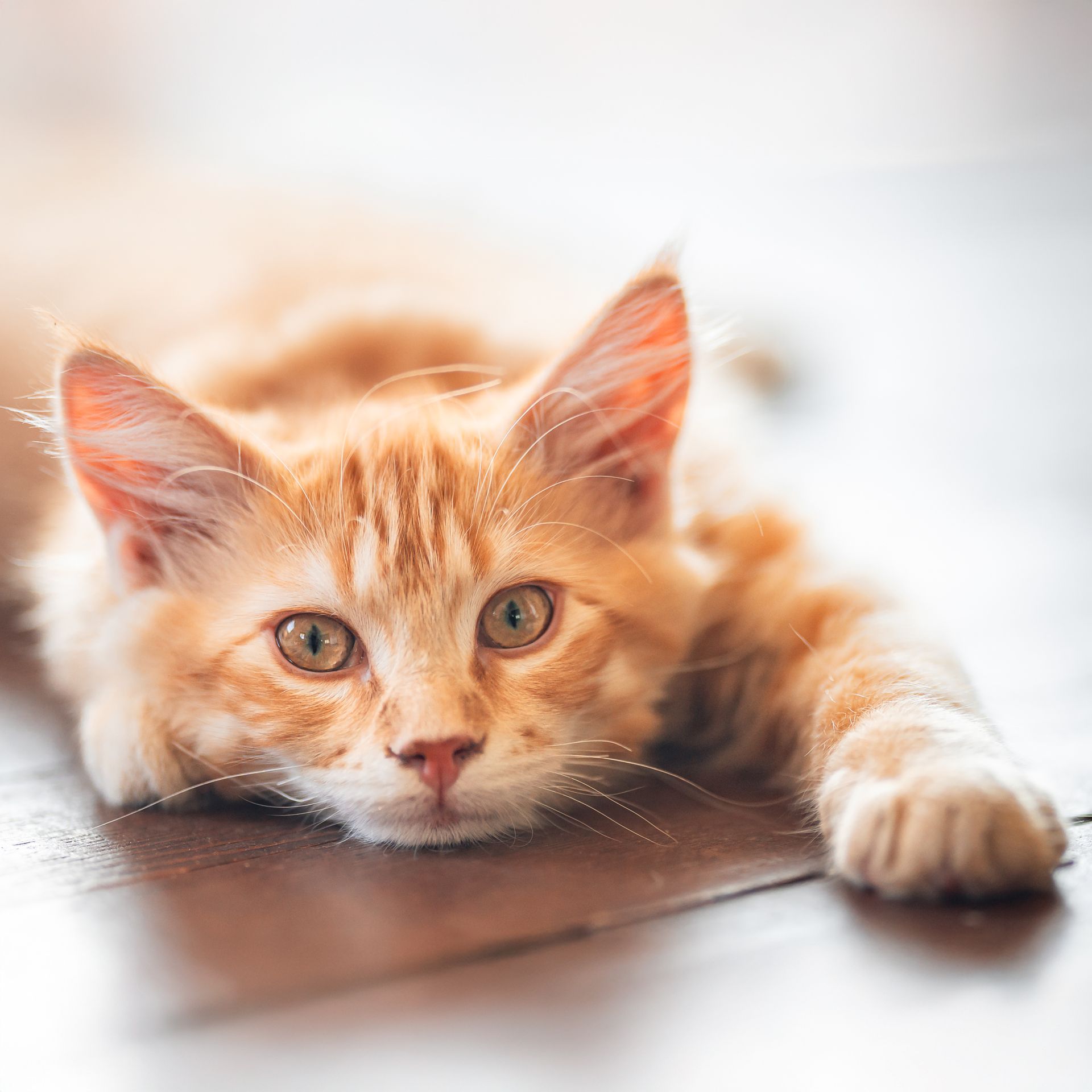 Orange tabby cat sprawled out, resting on a wooden surface, looking towards the viewer.