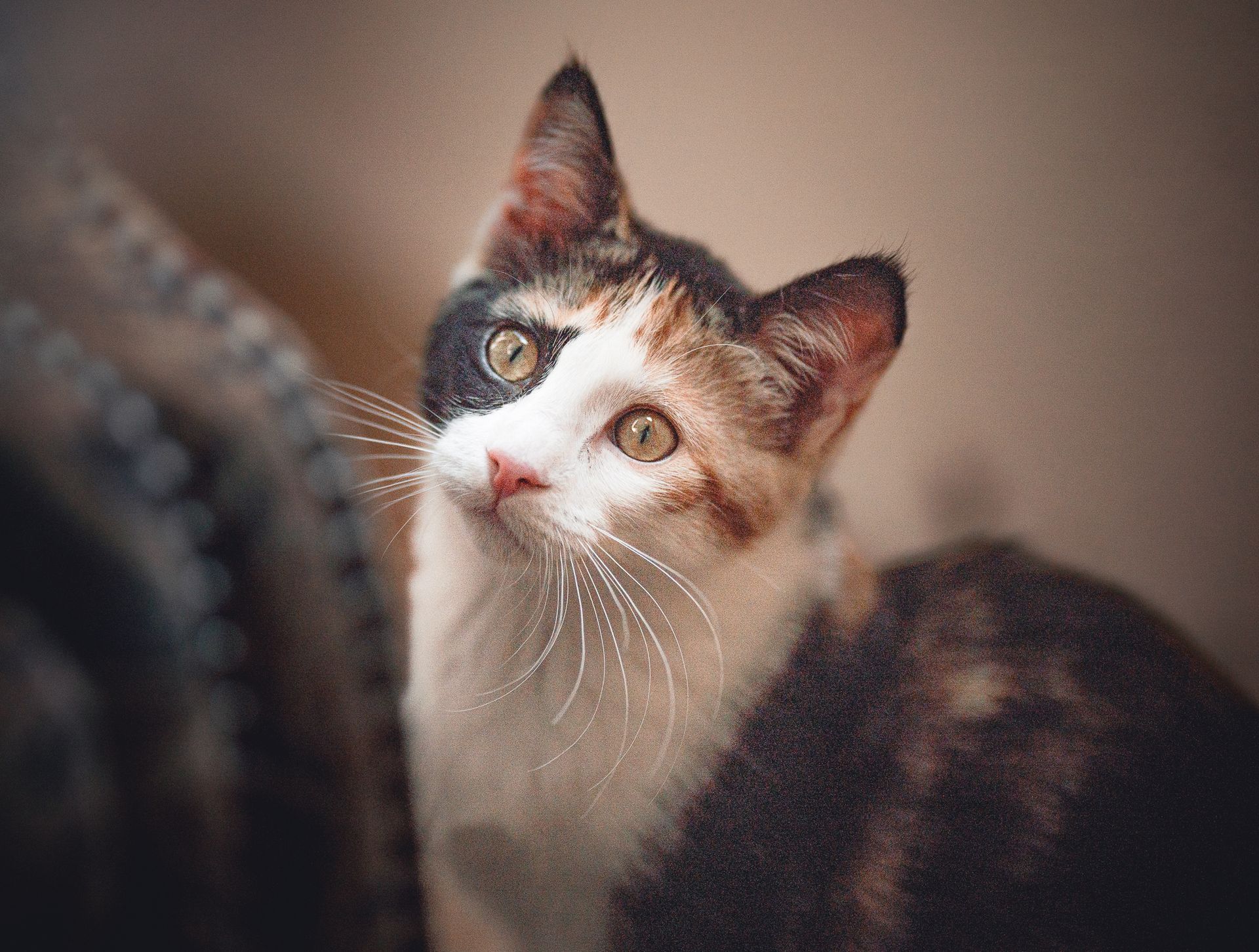 Calico cat with one black and one white side to face, looking up with interest.