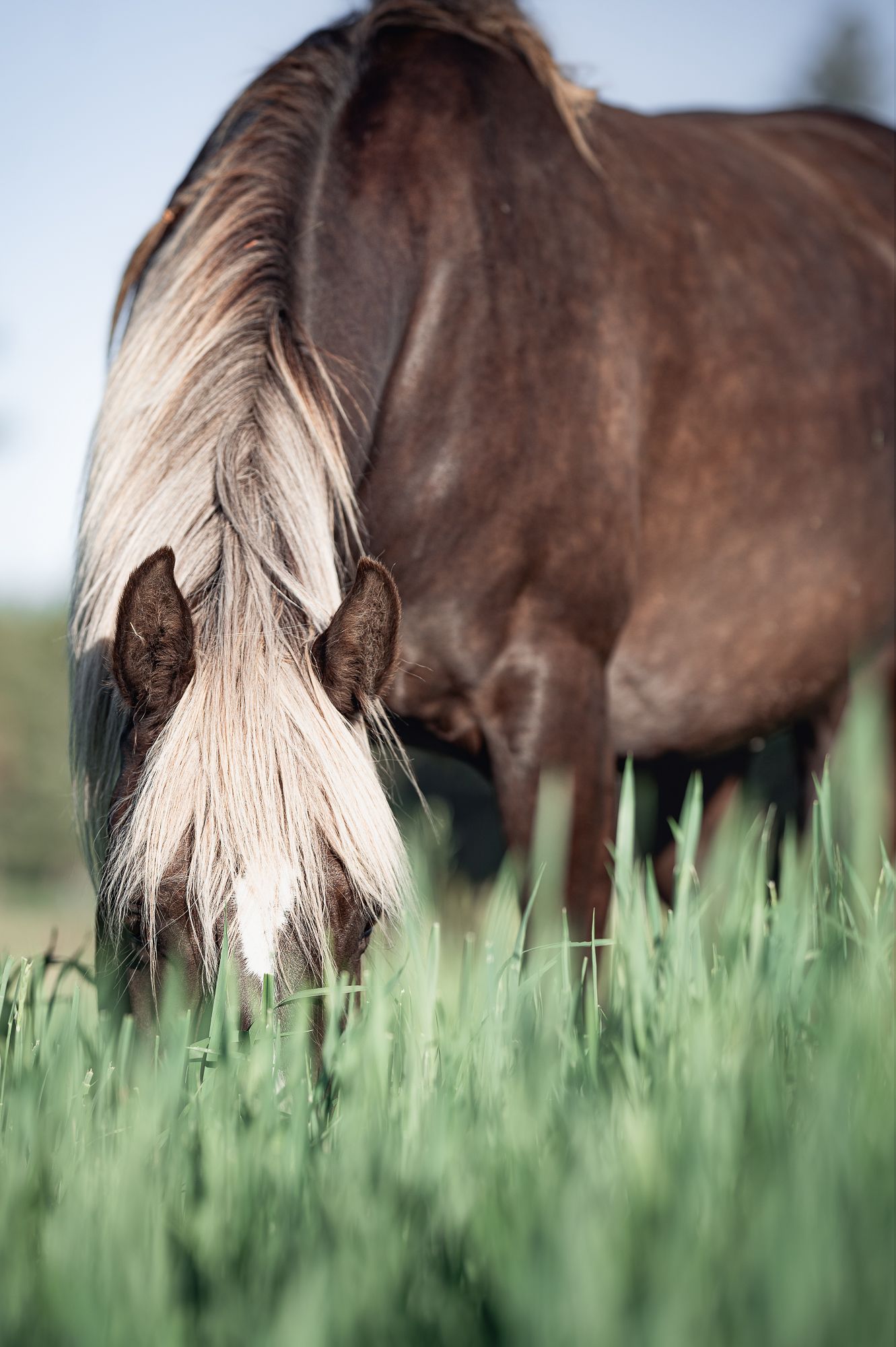 Brown horse with a silver mane grazes in tall green grass.