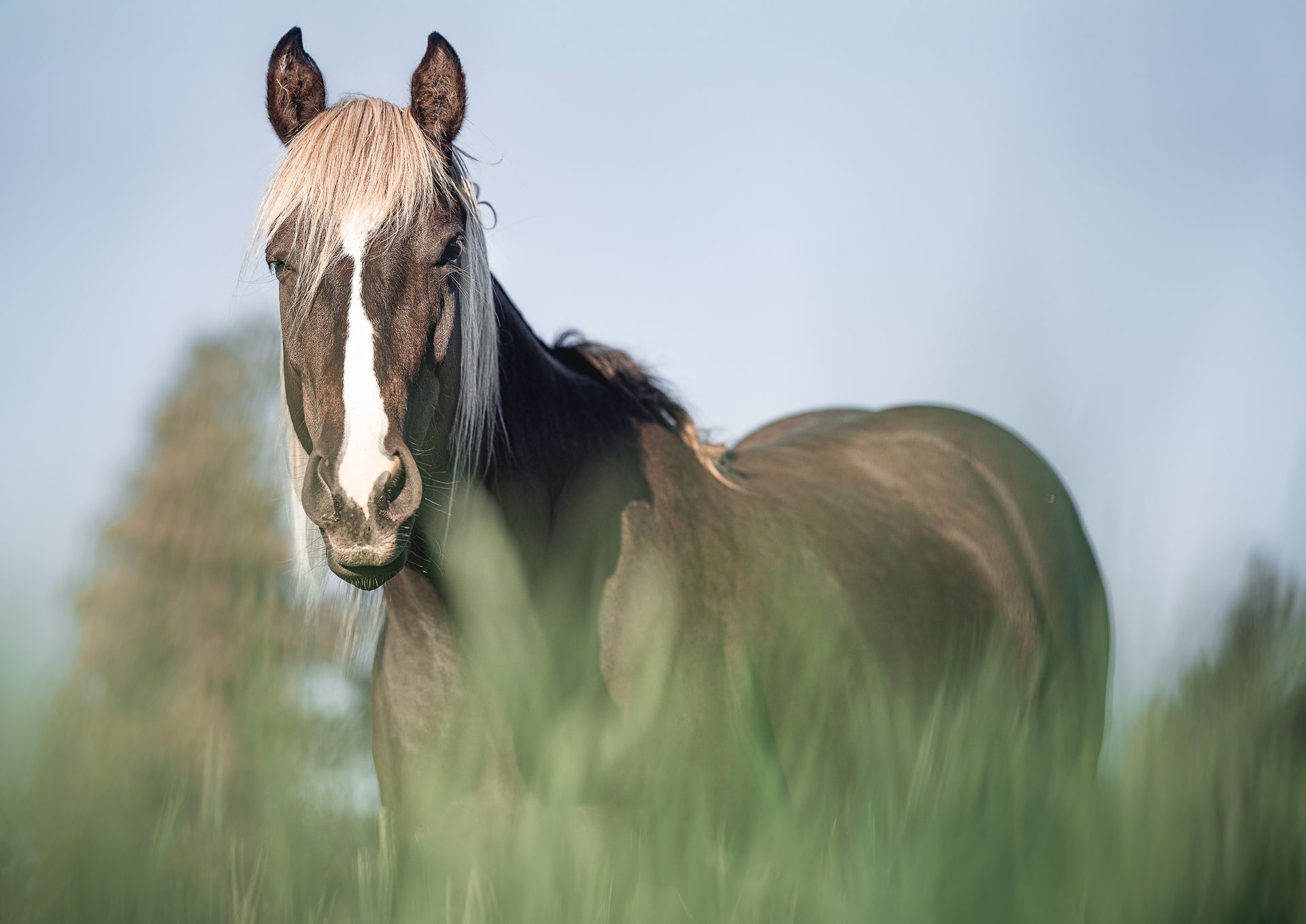 Dark horse with white blaze, wet mane, standing in tall green grass, looking forward.