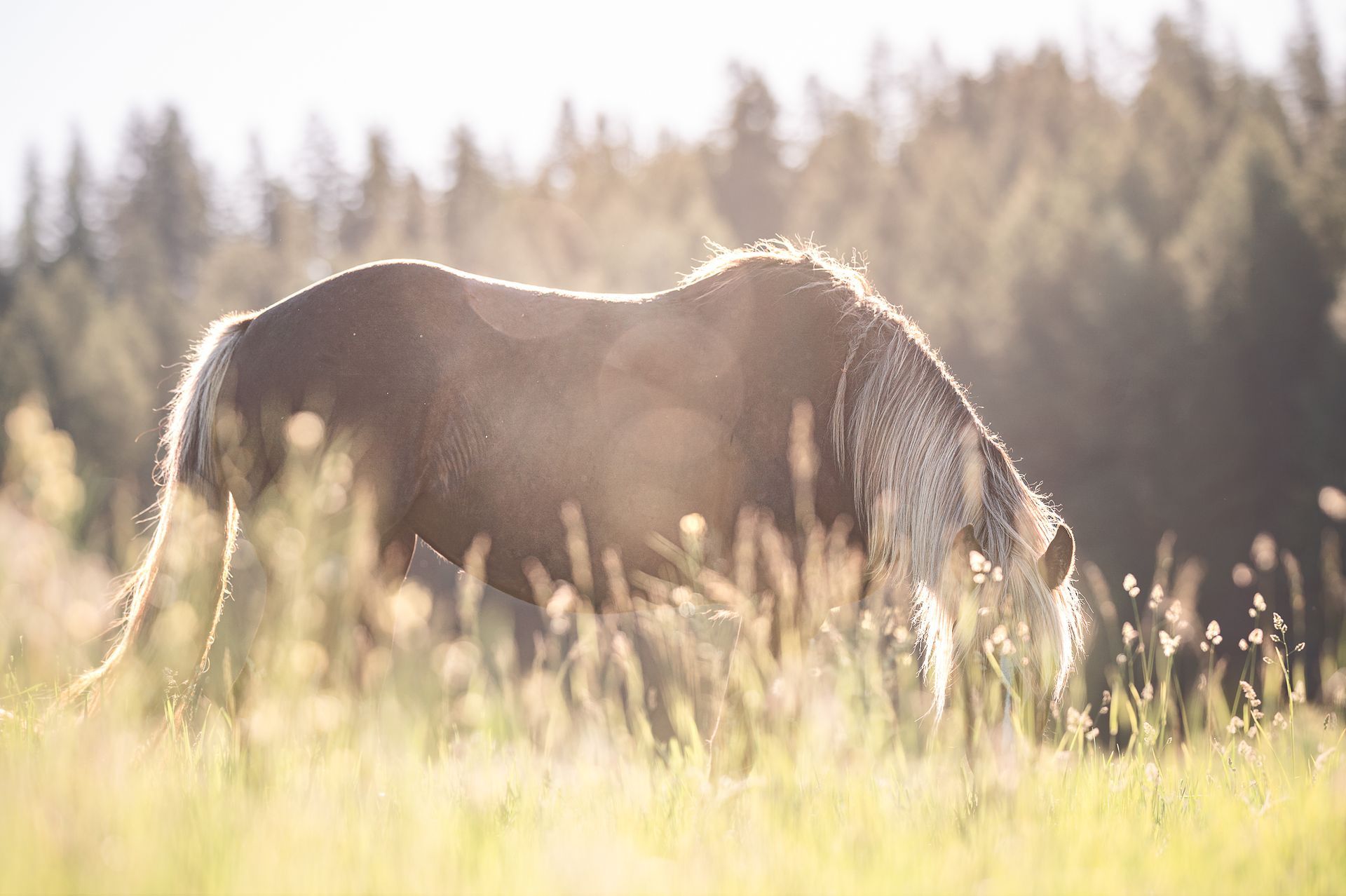 Horse grazing in a sunlit field of tall grass, with trees in the background, backlight creates a halo effect.