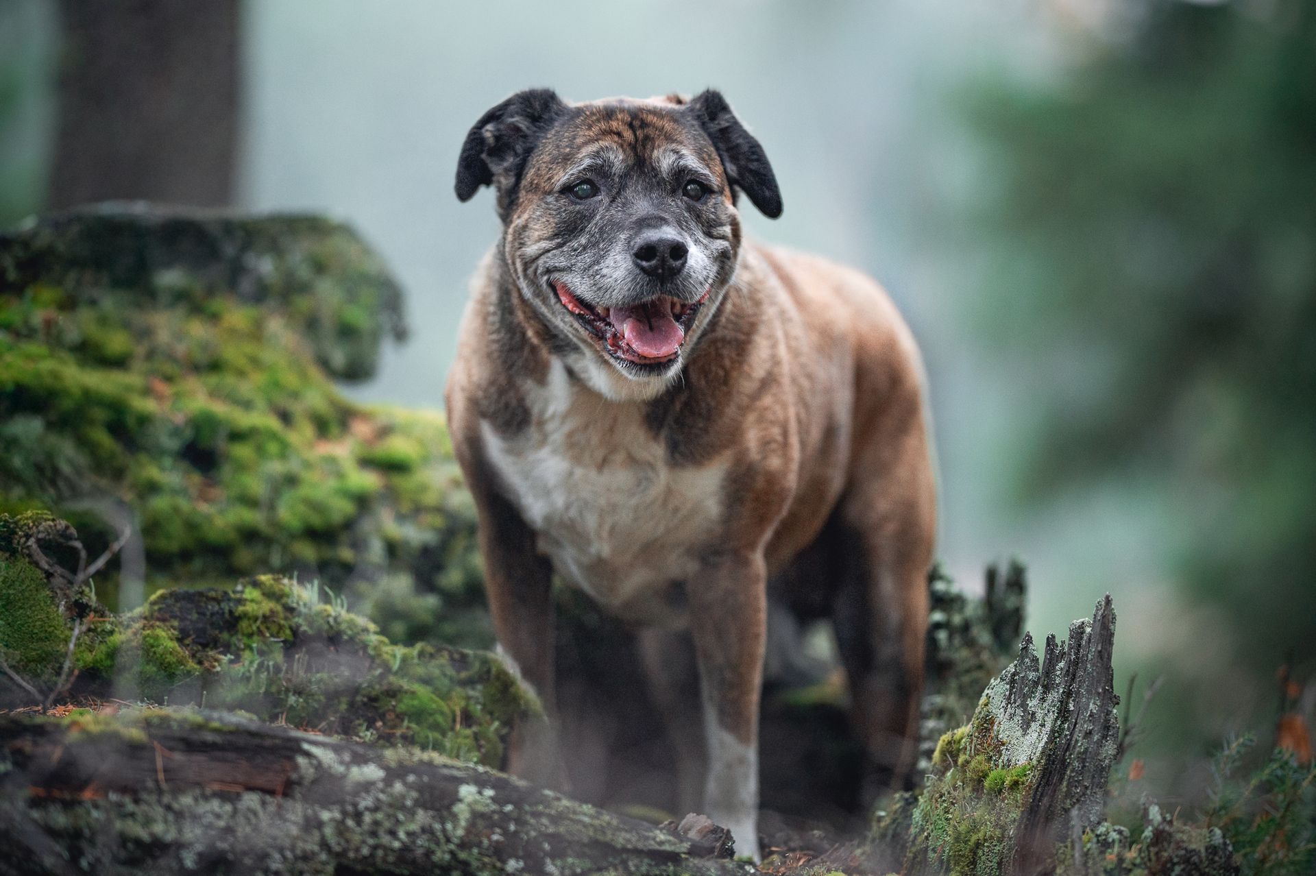 Smiling brown and white dog standing on moss-covered rocks in a forest.