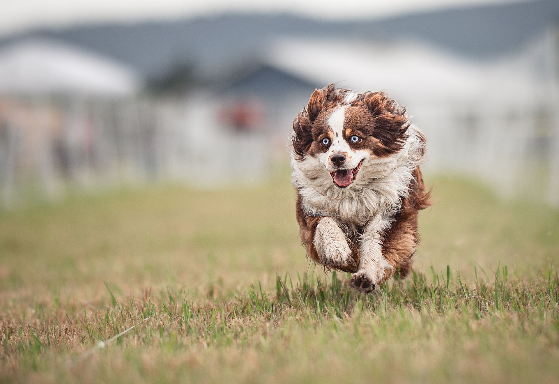 Brown and white Australian Shepherd dog running on grass, tongue out, blue eyes, blurred background.