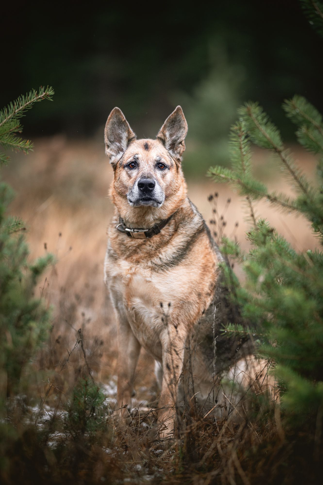 Dog with mottled brown and tan fur sits in a field, framed by evergreen branches.