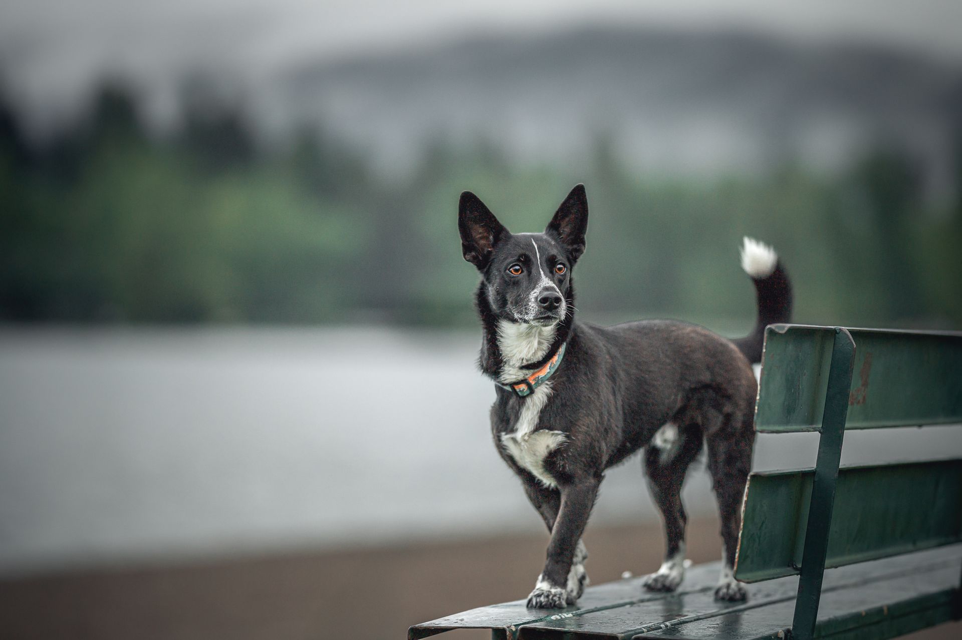 Dog with black and white fur stands on a park bench by a lake, looking alert.