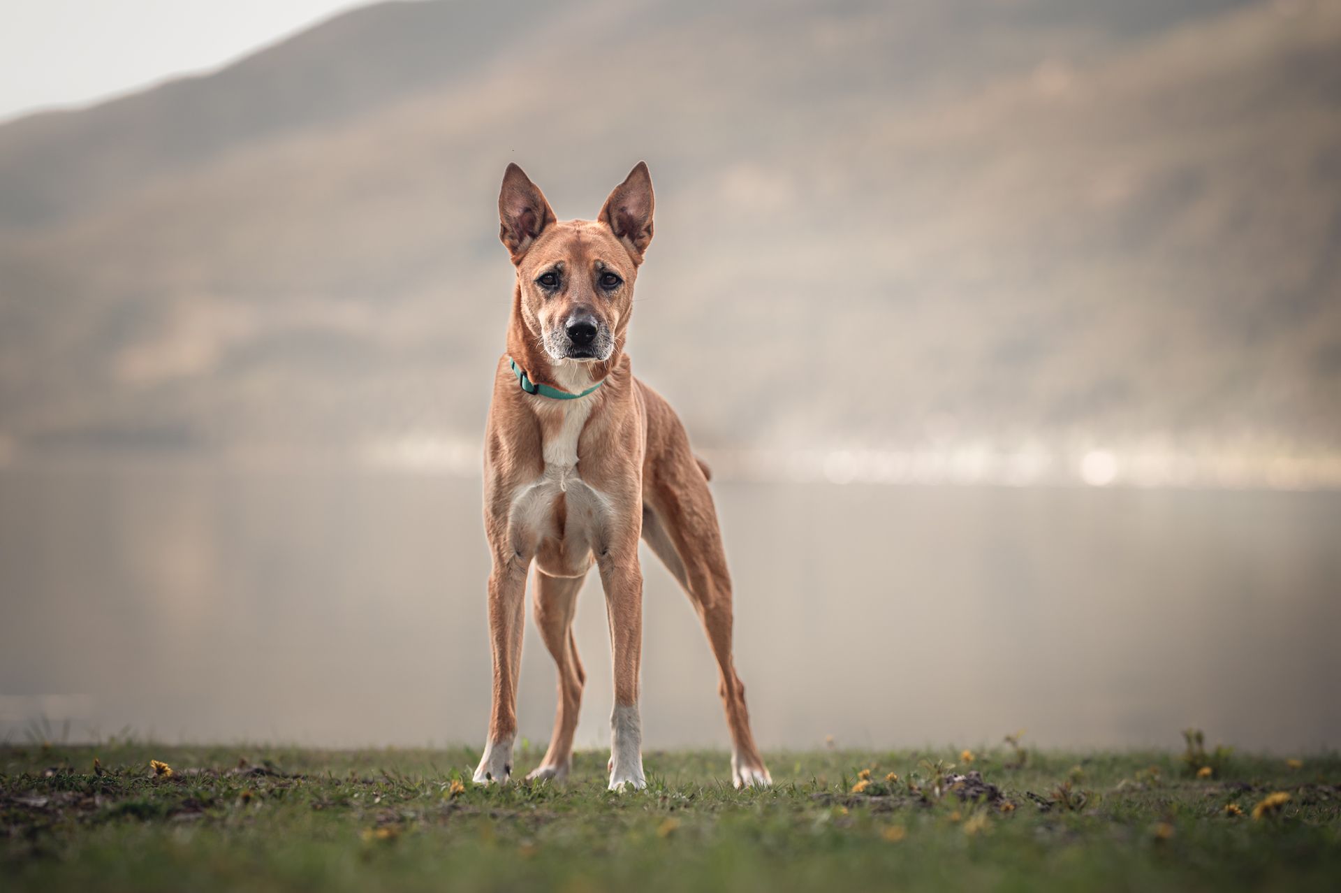 Tan-colored dog with upright ears stands on grass, looking forward, with lake and mountains in the soft background.