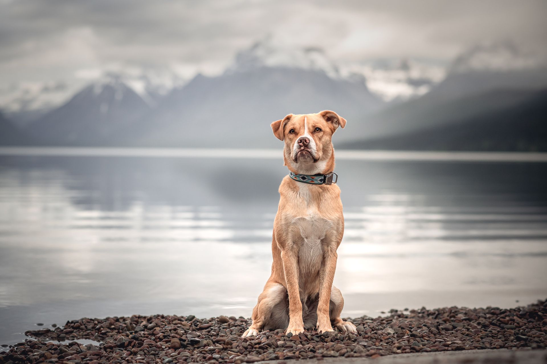 Dog sits on a rocky shore, overlooking a lake and mountains under a cloudy sky.