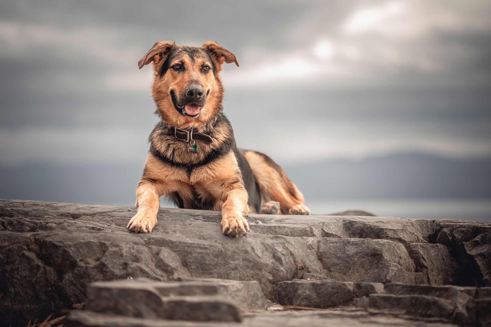 Dog with brown and black fur resting on rocks, mouth open, against a cloudy sky.