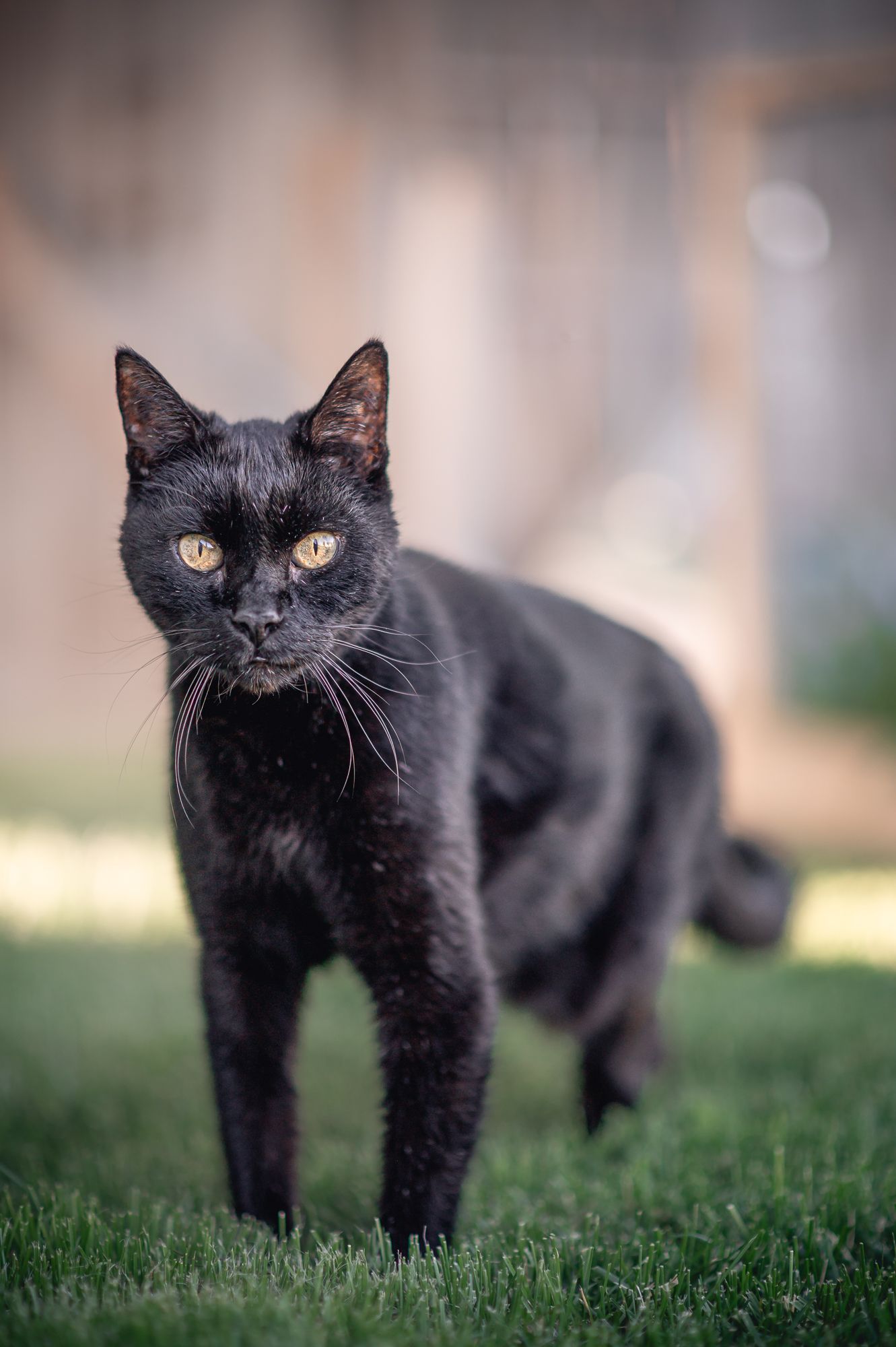 Black cat standing on green grass, speckled with what looks like white powder, against a blurred outdoor background.