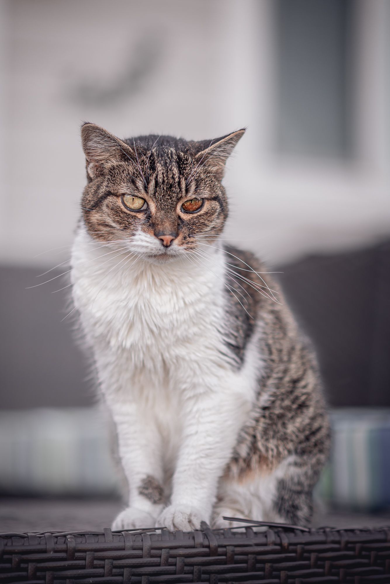 Cat with brown and white fur sits outside in the snow.