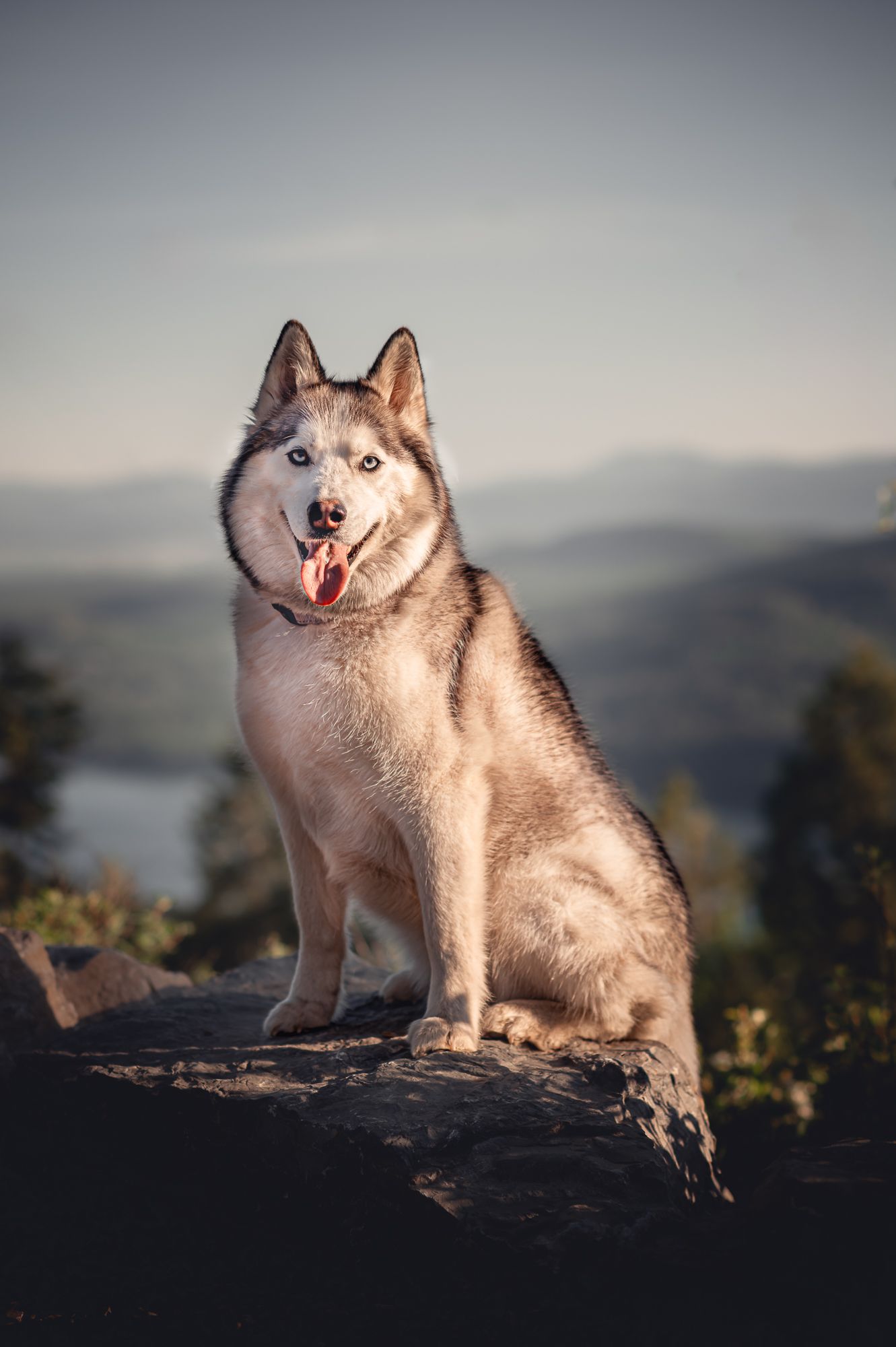 Husky dog with blue eyes sits on a rock, tongue out, with a mountain and lake backdrop.