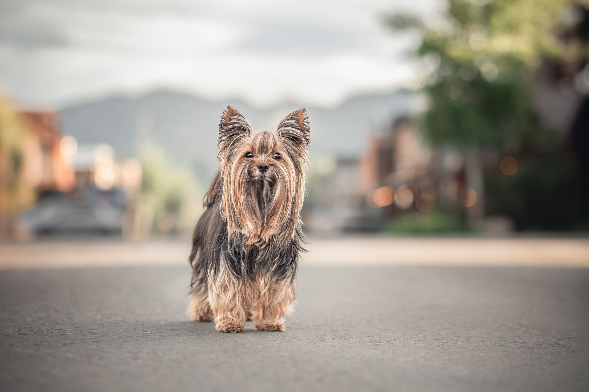 Yorkshire Terrier standing on a paved road, mountains in the background.