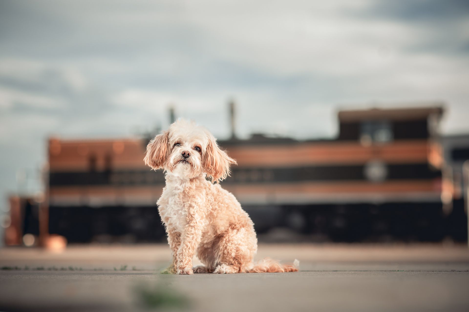 Small tan dog sits on pavement in front of a blurred train.
