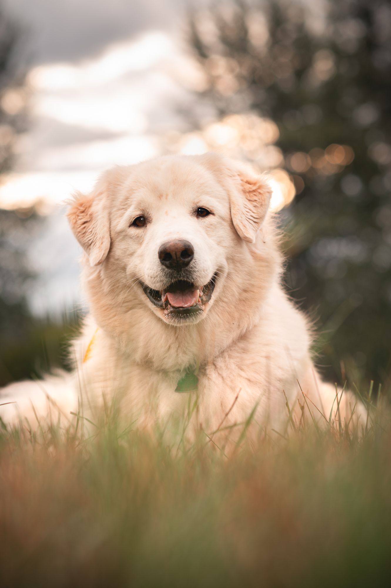 Smiling, cream-colored dog lying in grass with blurry background and sunlight.