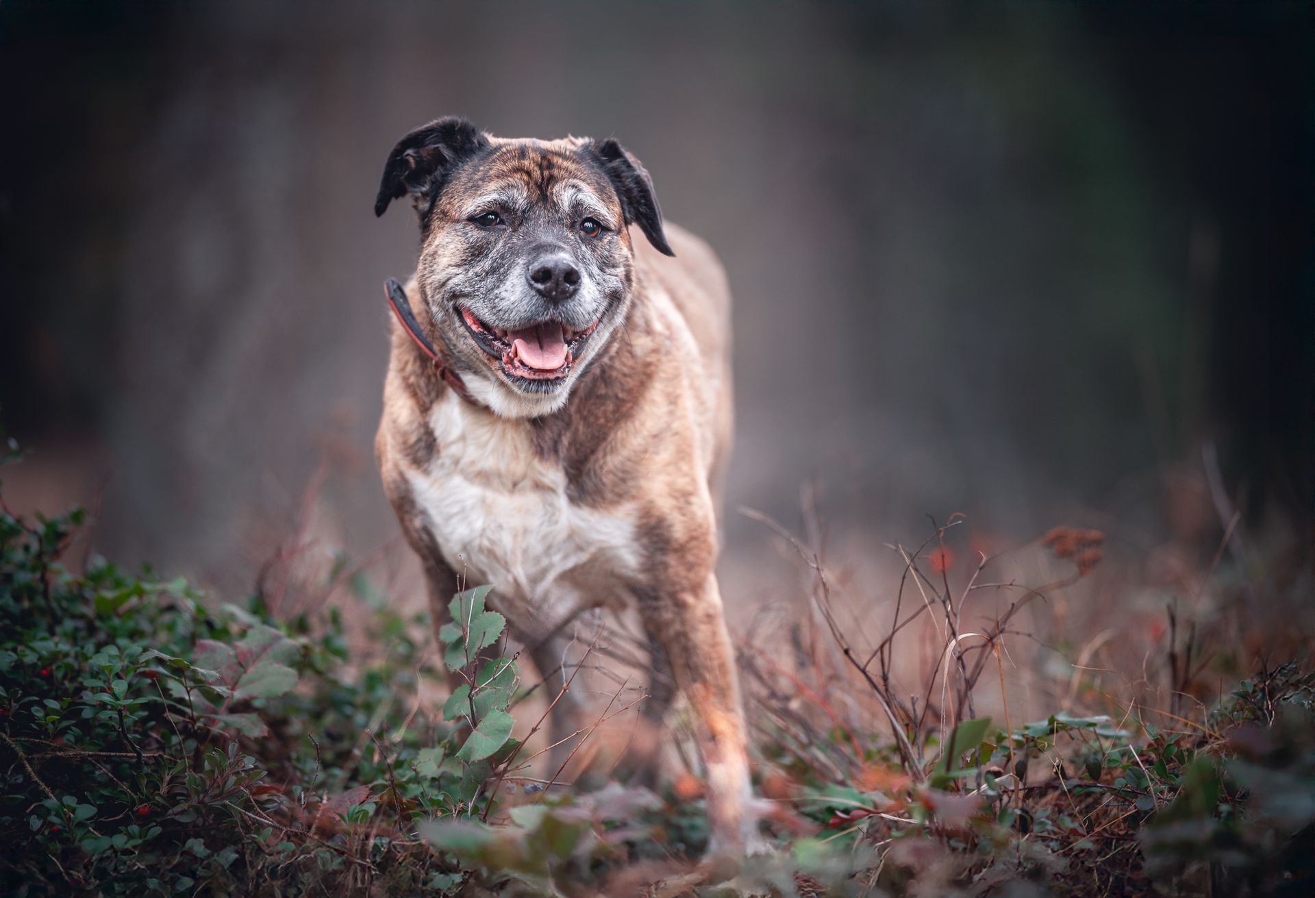 Pit bull mix senior dog standing and smiling on a body forest path