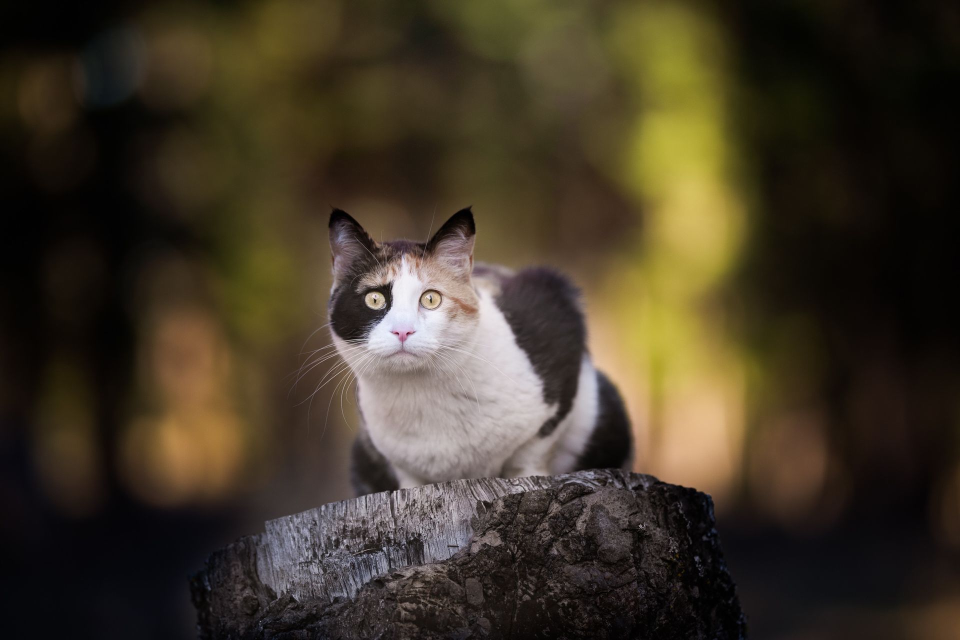 Fine art portrait of a calico cat on a tree stump during golden hour, with soft forest bokeh and war