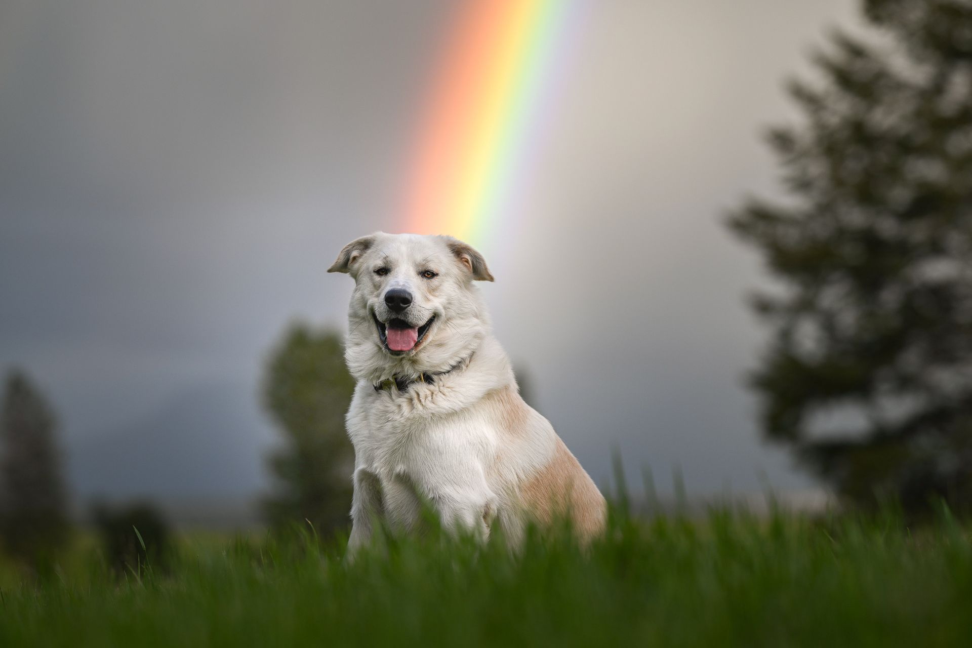 Great perynees white dog sitting and smiling at the end of rainbow