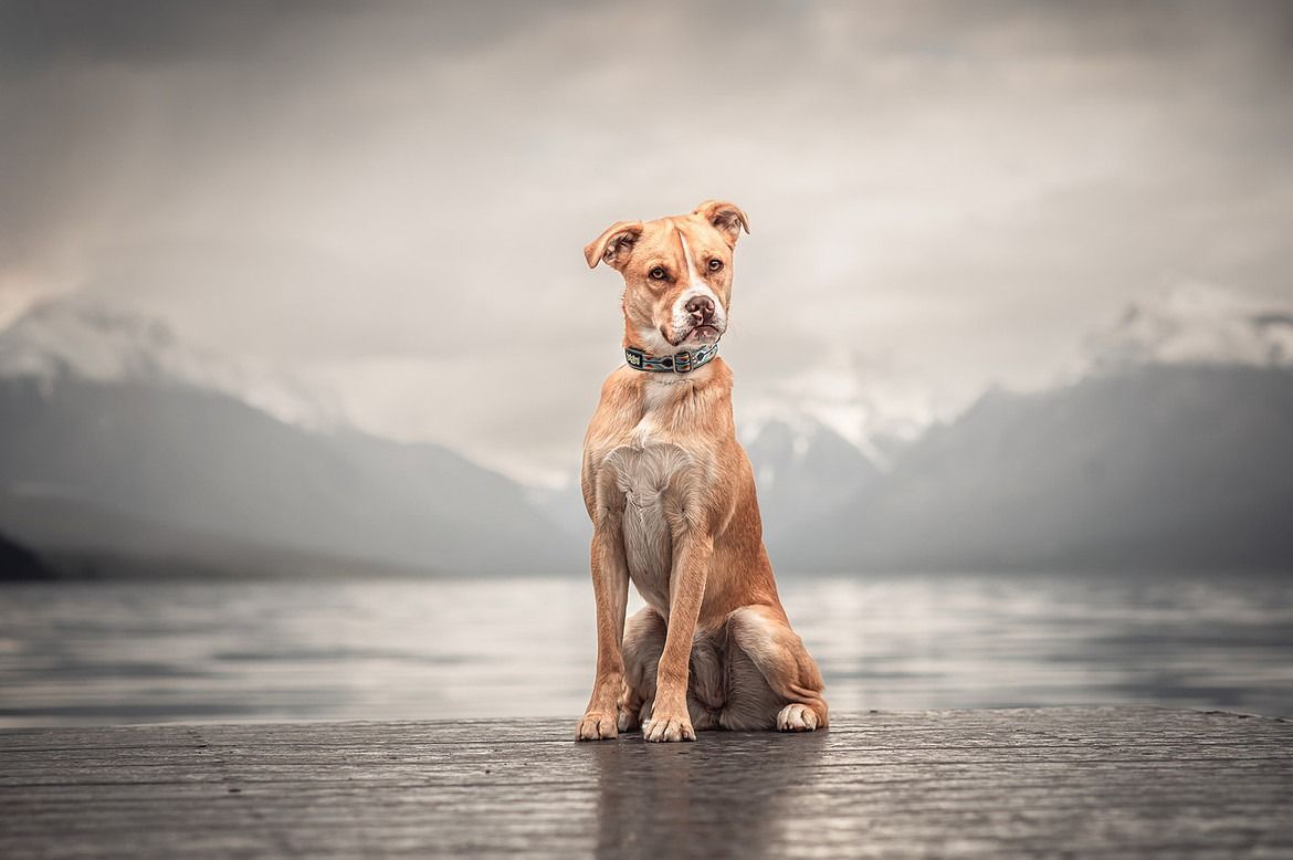 Brown dog sitting on a wooden dock, mountains and water in the background.