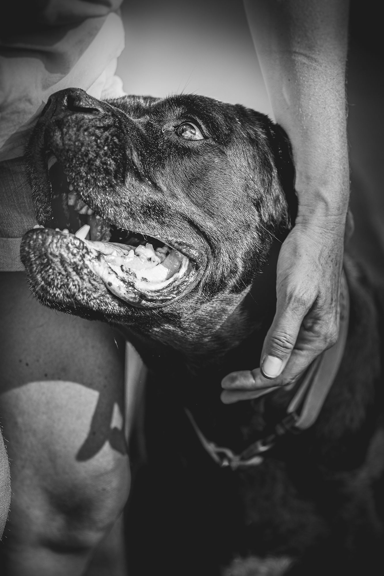 Black dog being petted, looking upwards with an open mouth. Hand on its neck. Black and white.