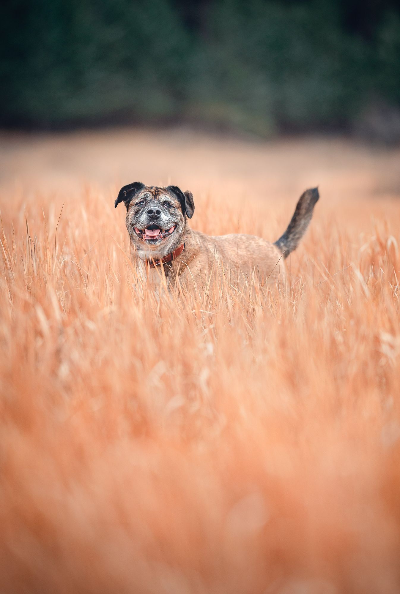 Dog standing in tall, orange grass; looking happy with mouth open and tail up.