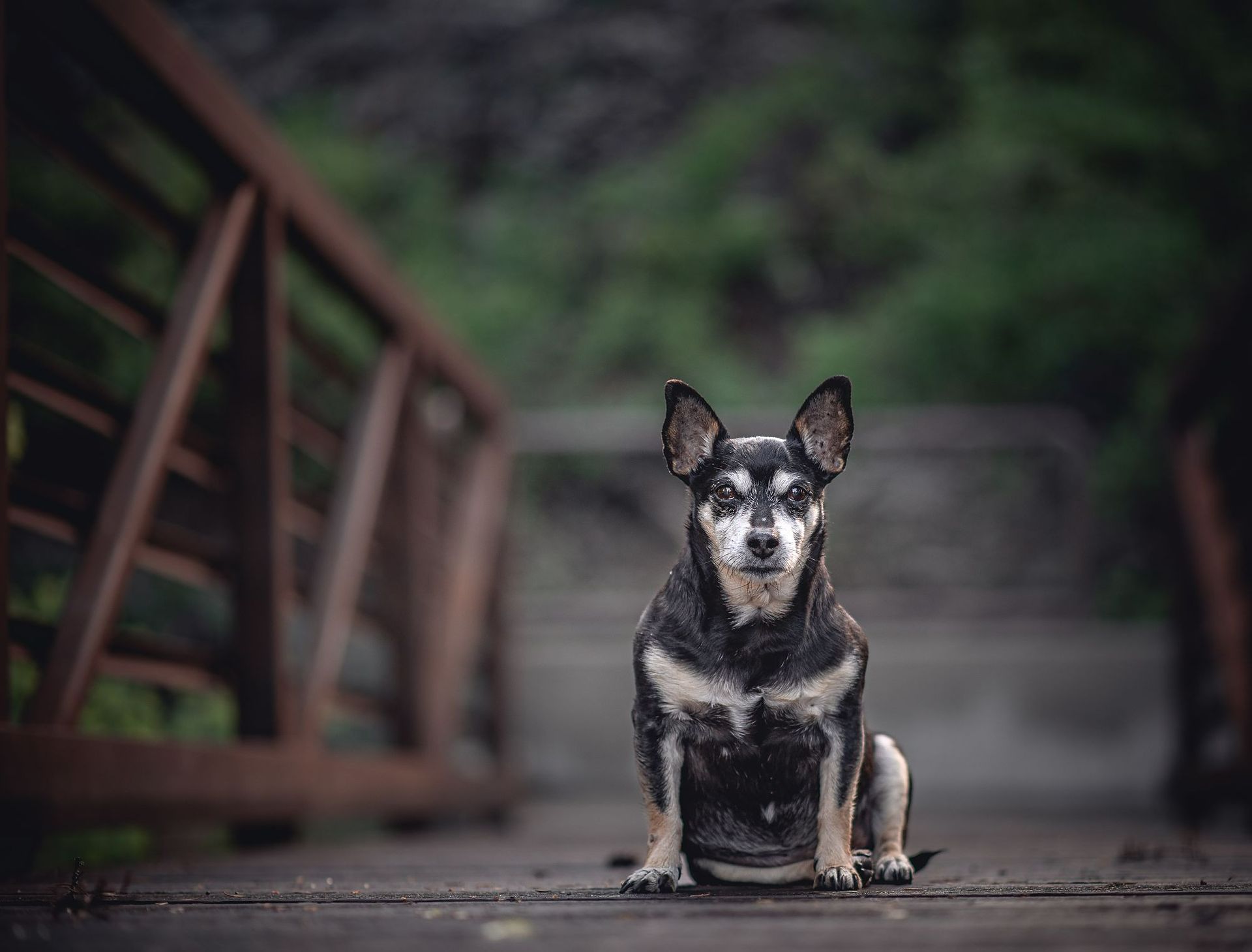 Dog sitting on a wooden bridge, looking at the camera. Black, white, and tan fur, outdoors, and blurred background.