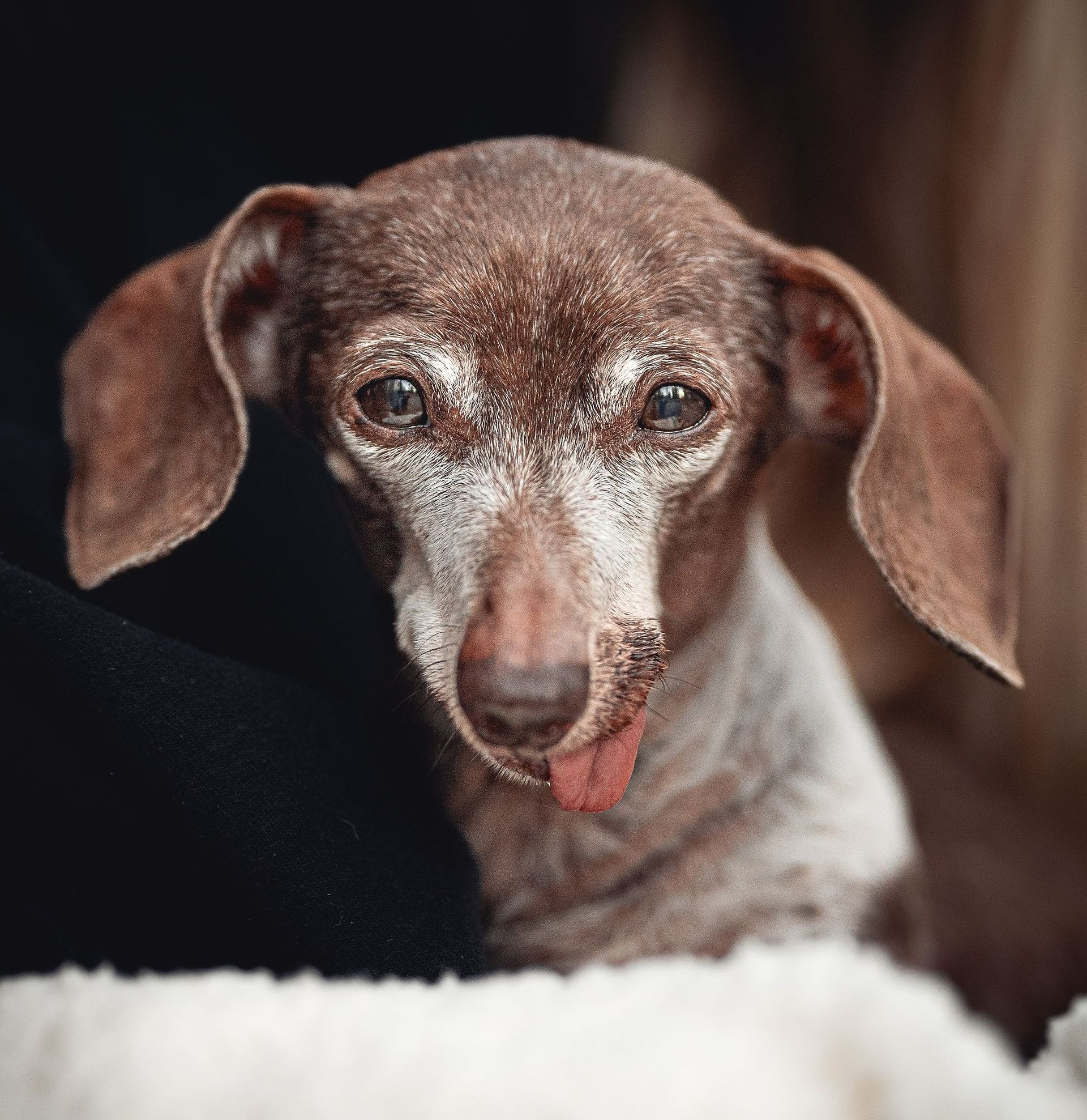 Brown and white dachshund with a slightly open mouth and a lolling tongue, looking directly at the camera.