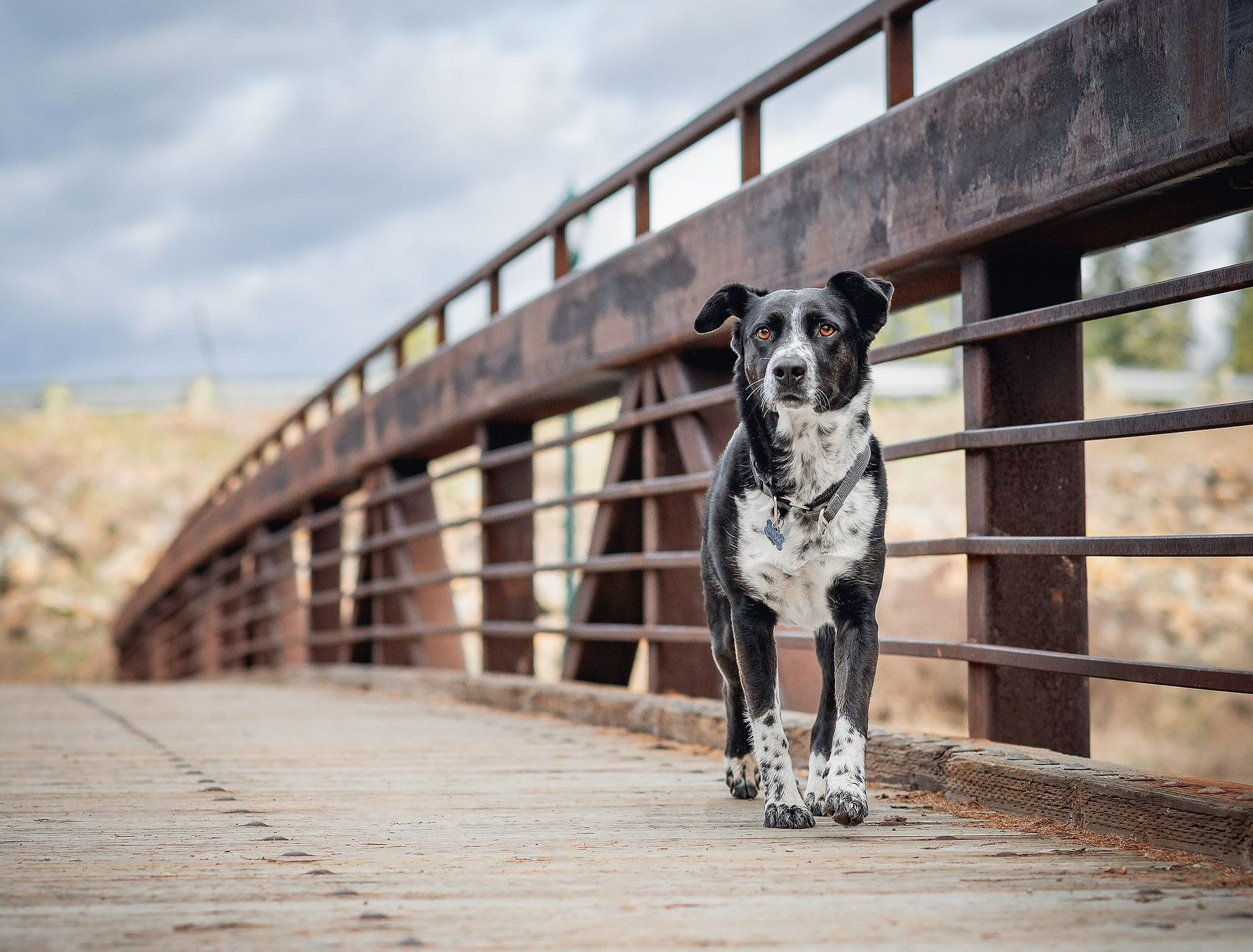 Dog with black and white spotted coat on an old bridge.